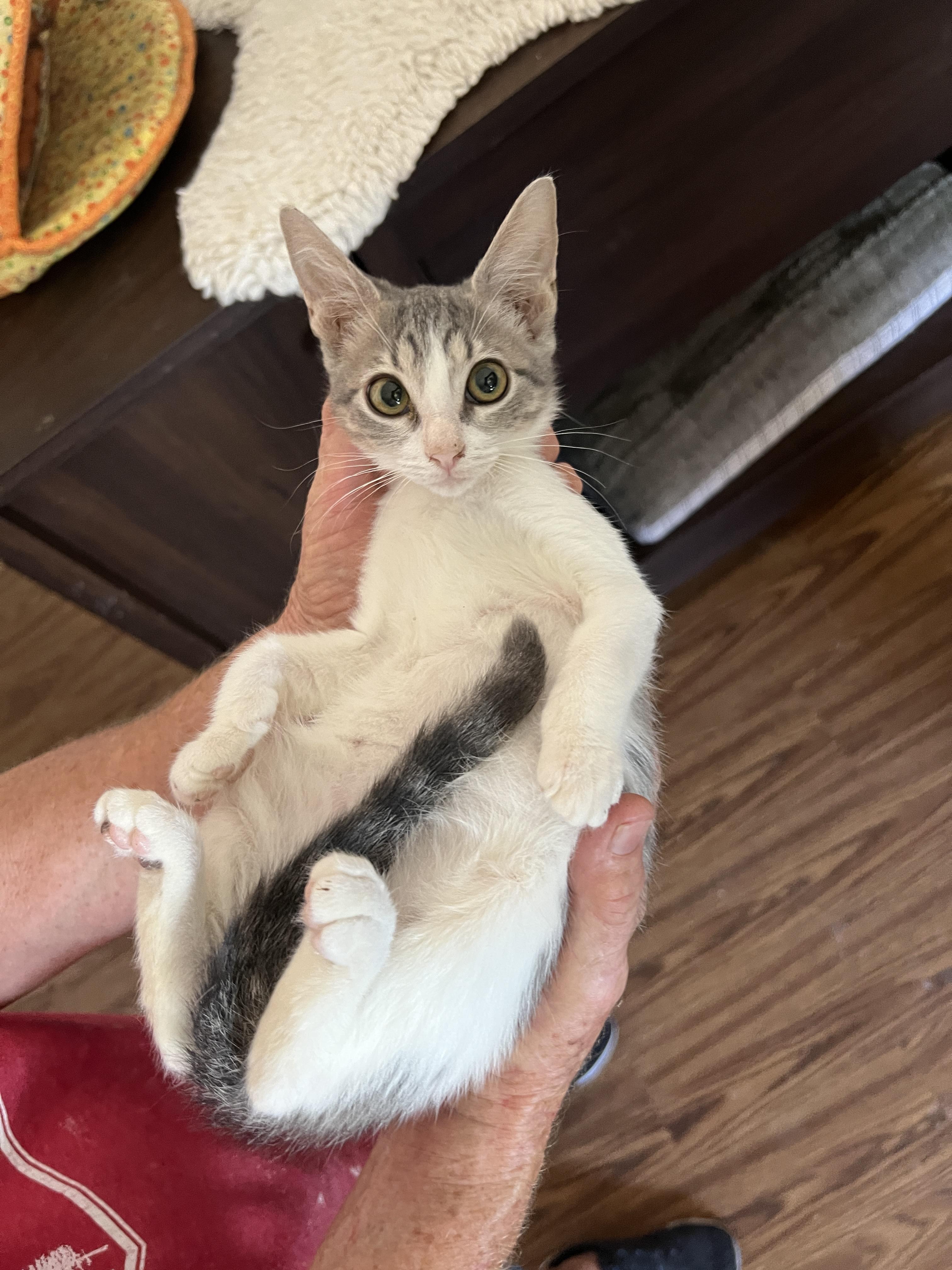 Snuggles (Pre adopt-ready after spay), Baby Female unknown