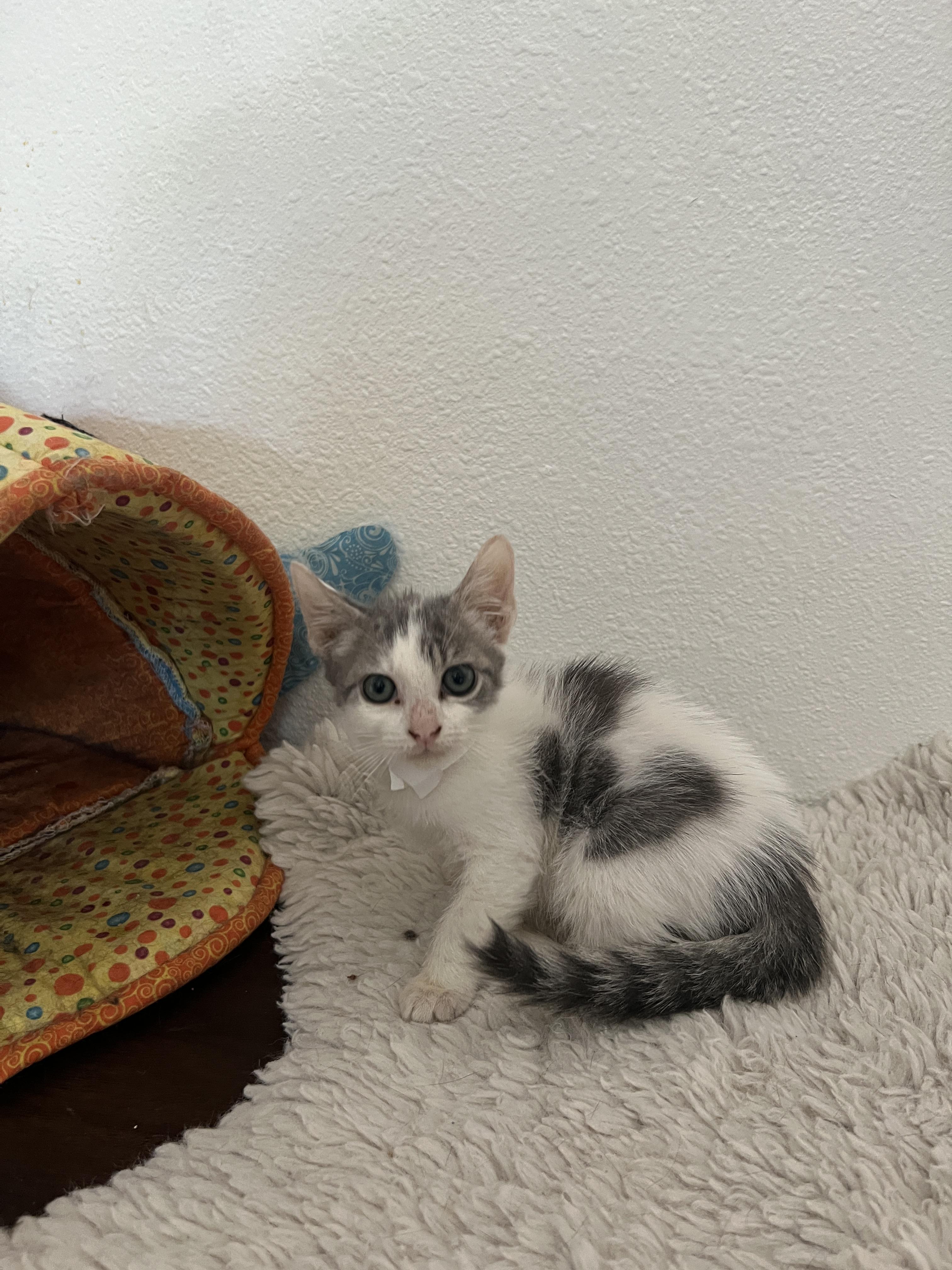 Snuggles (Pre adopt-ready after spay) photo 4