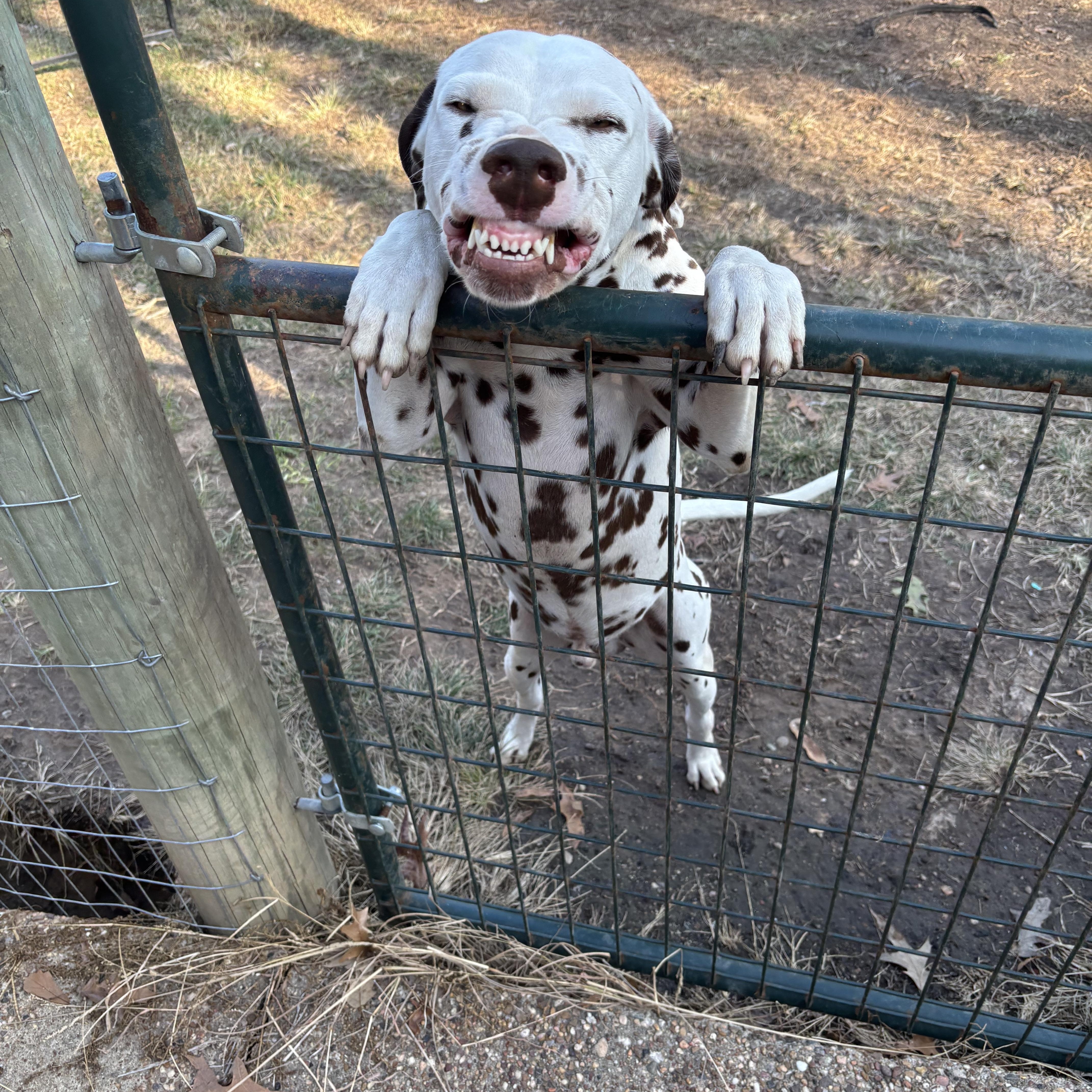 Enlarge Charlie-Cleveland, TX (Bonded to Bailey), a ADOPTABLE Dalmatian in Cleveland, TX image 2/4