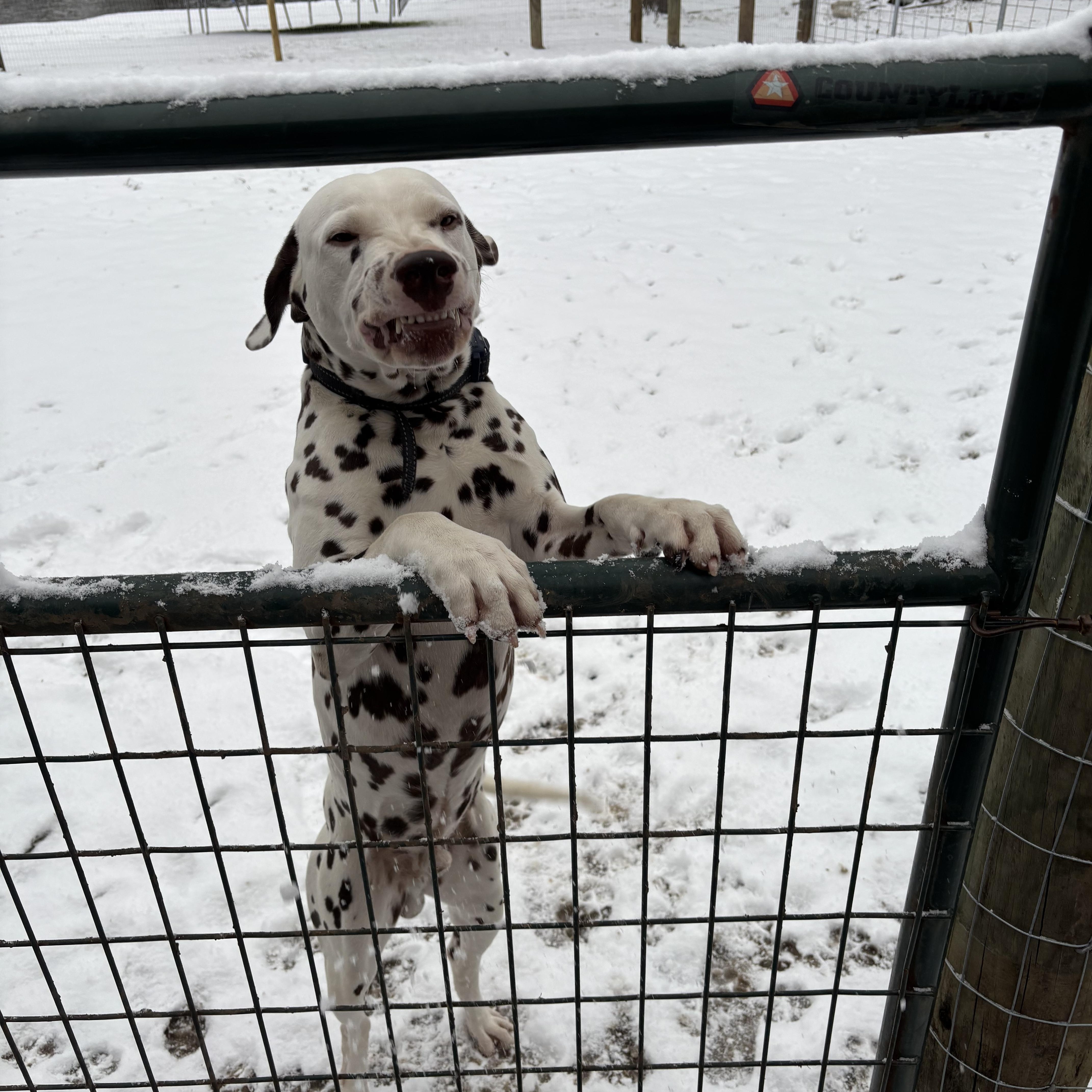 Enlarge Charlie-Cleveland, TX (Bonded to Bailey), a ADOPTABLE Dalmatian in Cleveland, TX image 3/4