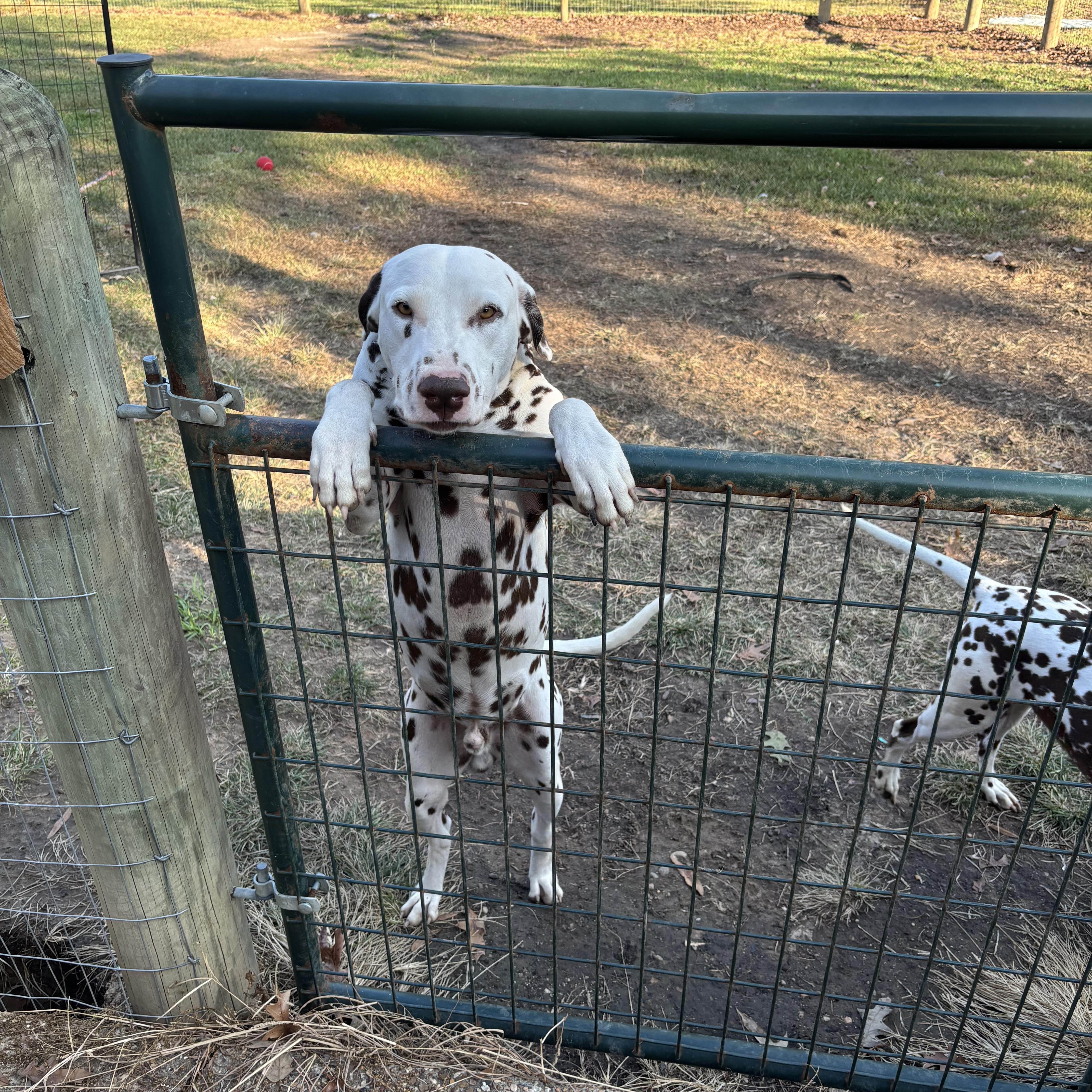 Charlie-Cleveland, TX (Bonded to Bailey), ADOPTABLE, Adult Male Dalmatian.