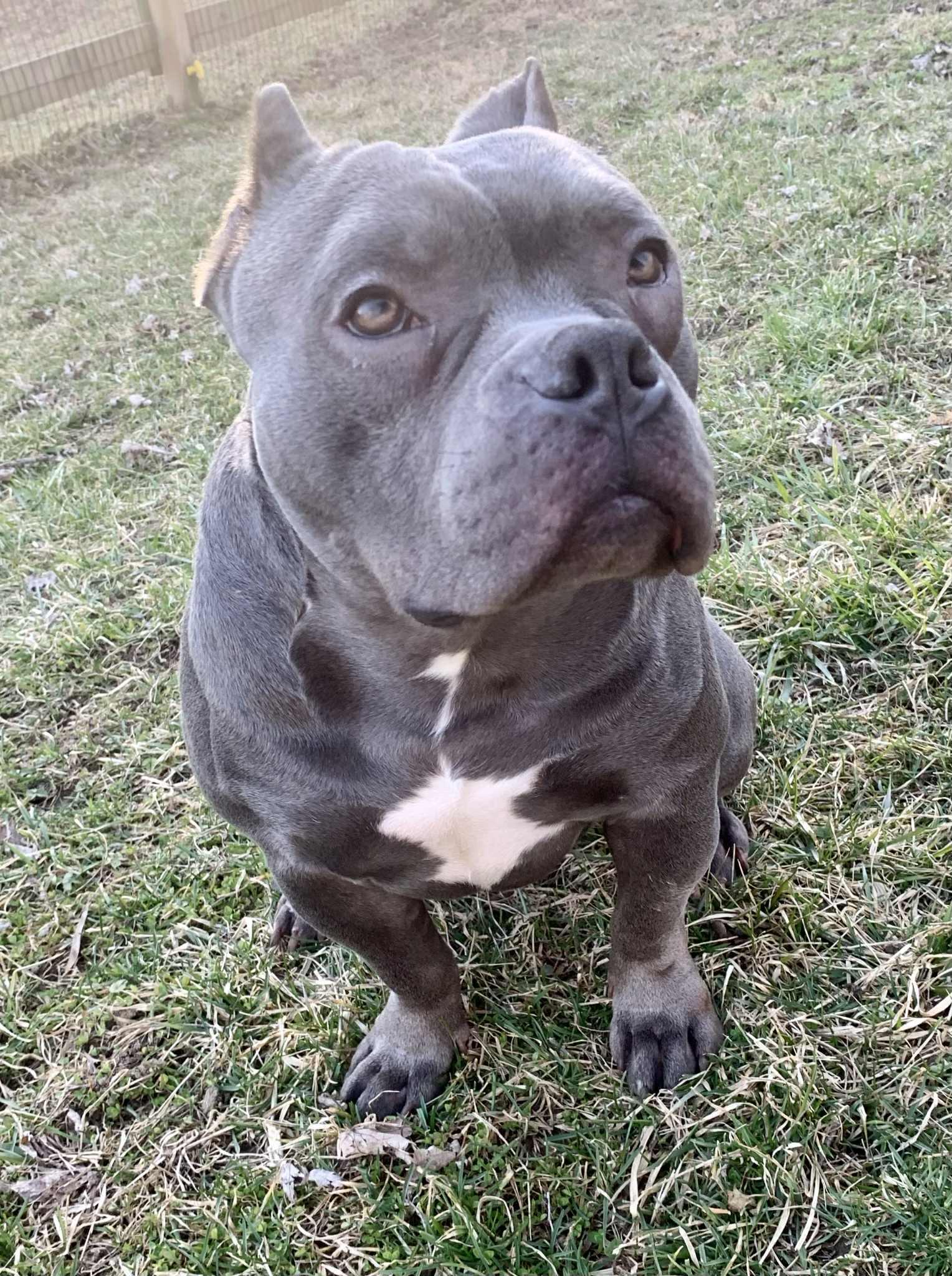 Enlarge Hayden, a ADOPTABLE mixed breed in Dayton, OH image 3/6