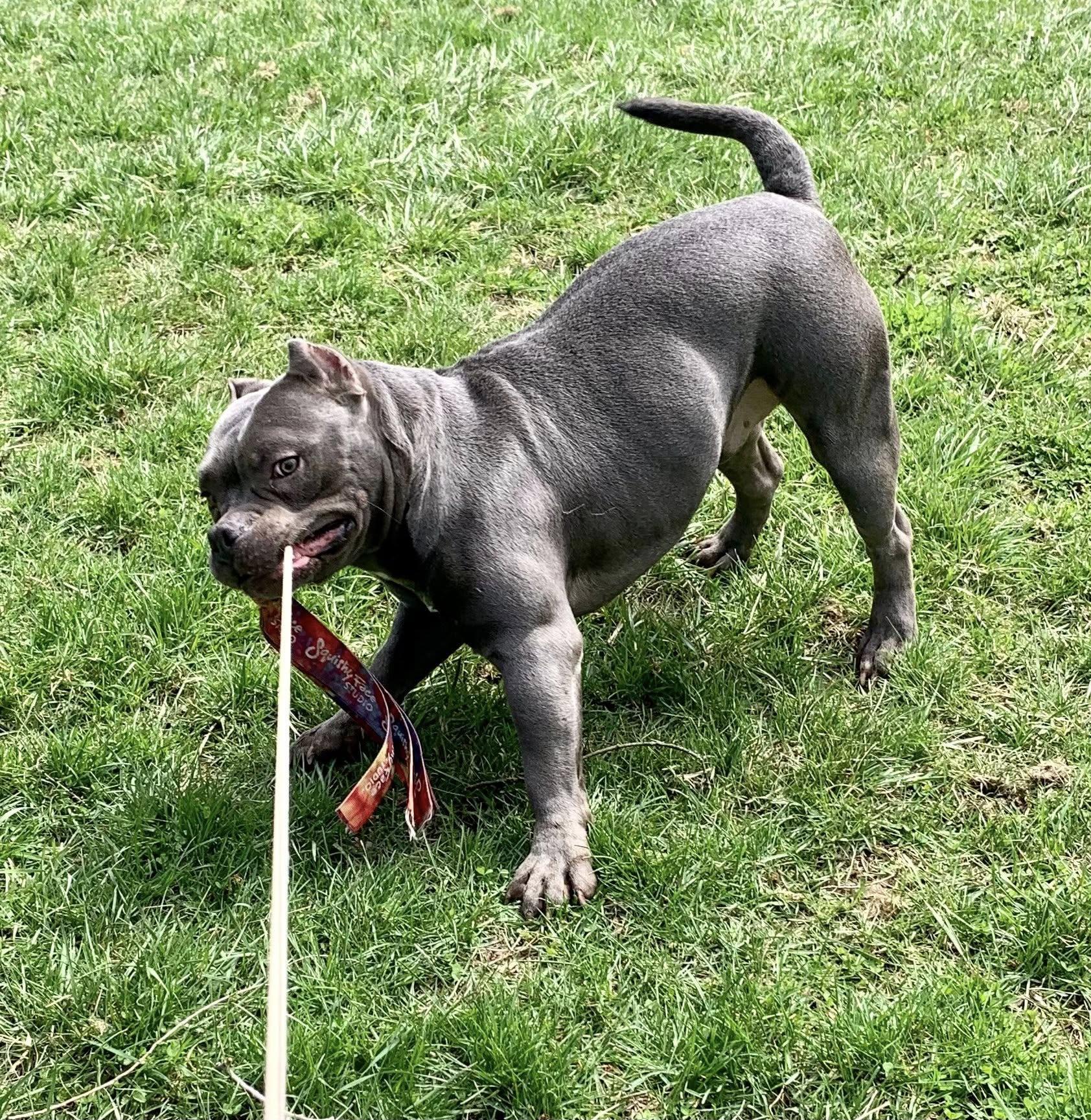 Enlarge Hayden, a ADOPTABLE mixed breed in Dayton, OH image 2/6