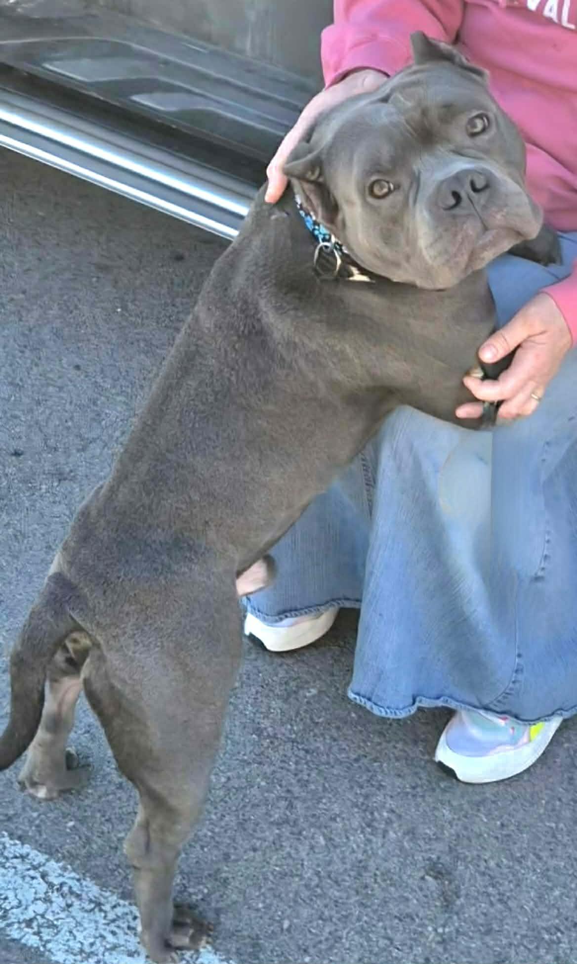 Hayden, a ADOPTABLE mixed breed in Dayton, OH image 2/6