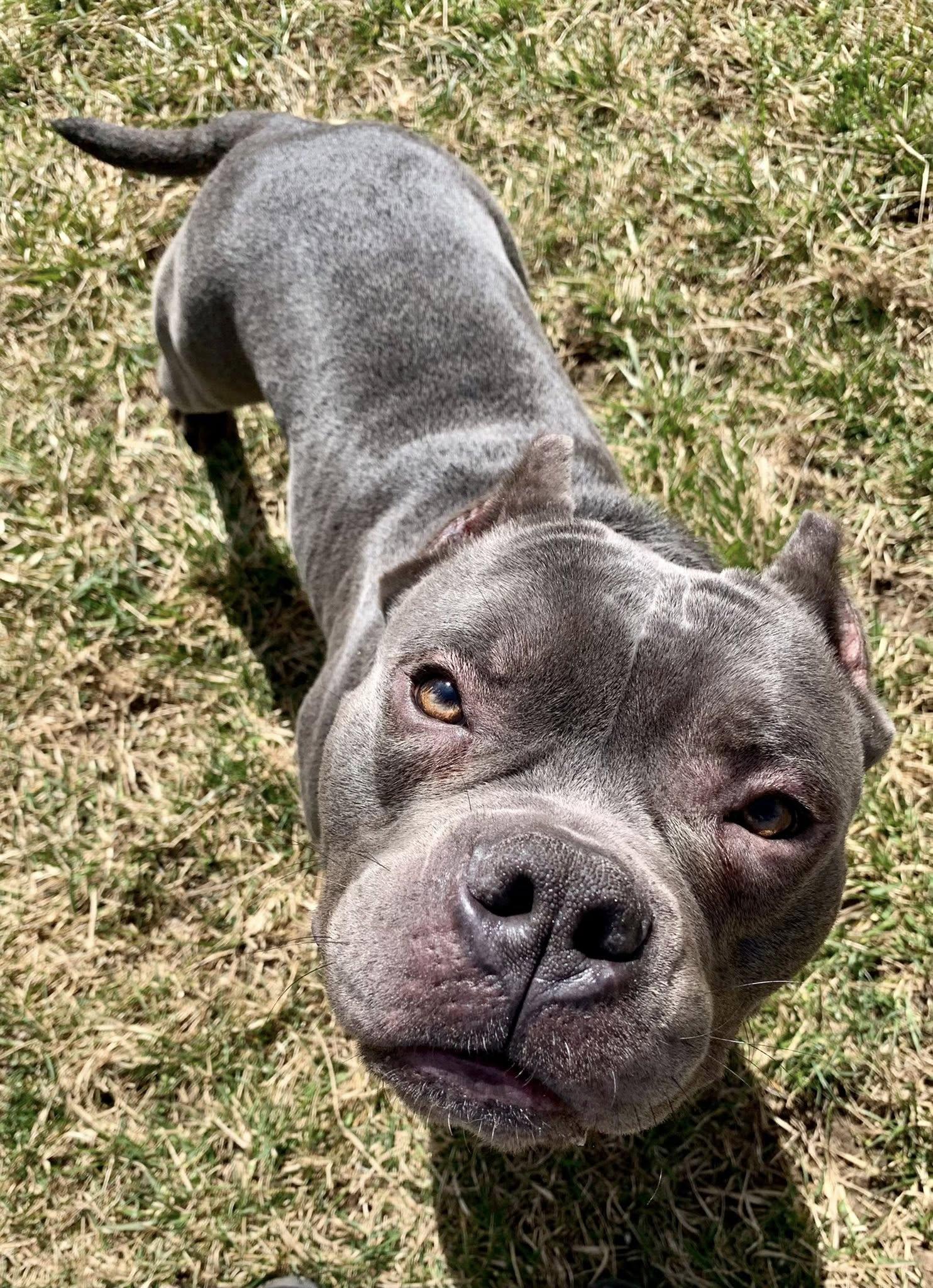 Enlarge Hayden, a ADOPTABLE mixed breed in Dayton, OH image 5/6