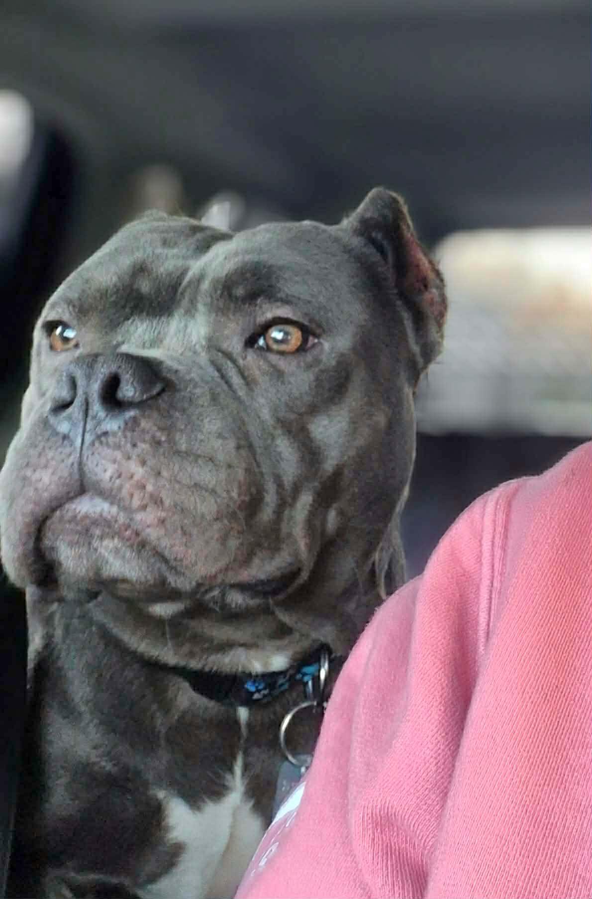 Hayden, a ADOPTABLE mixed breed in Dayton, OH image 3/6