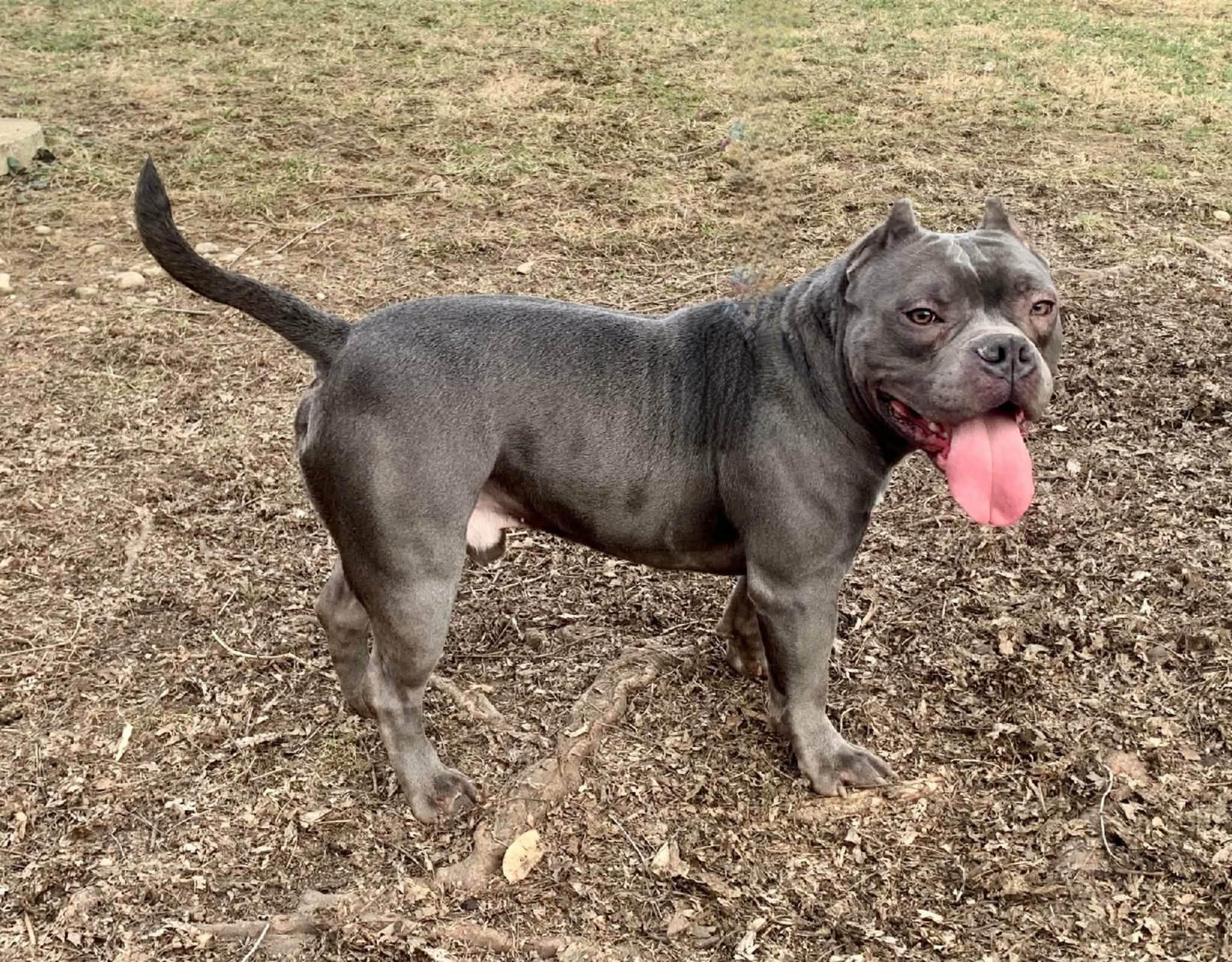 Enlarge Hayden, a ADOPTABLE mixed breed in Dayton, OH image 4/6