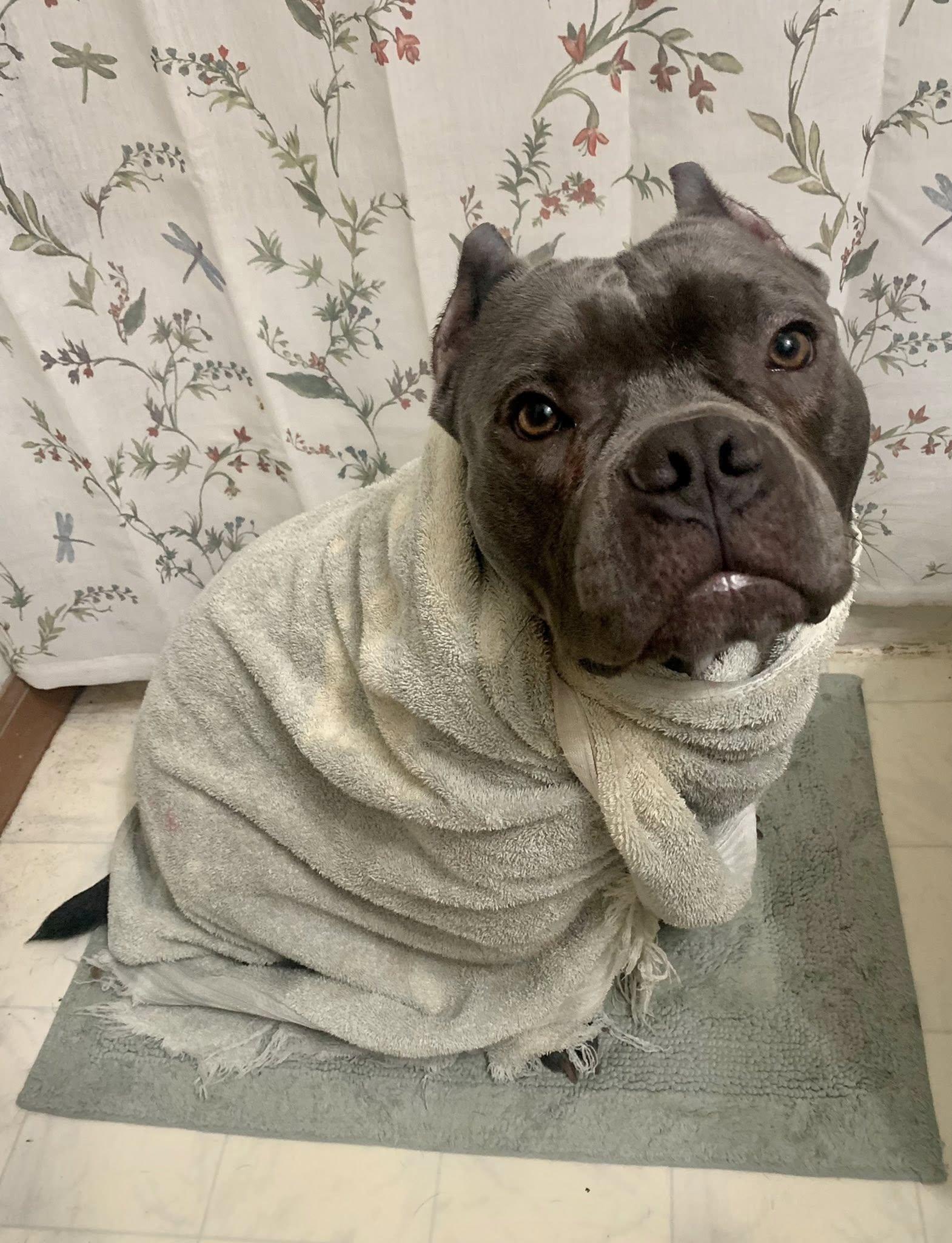 Hayden, ADOPTABLE, Young Male Pit Bull Terrier.