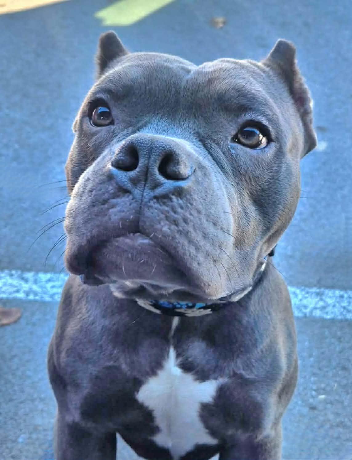 Hayden, a ADOPTABLE mixed breed in Dayton, OH image 1/6