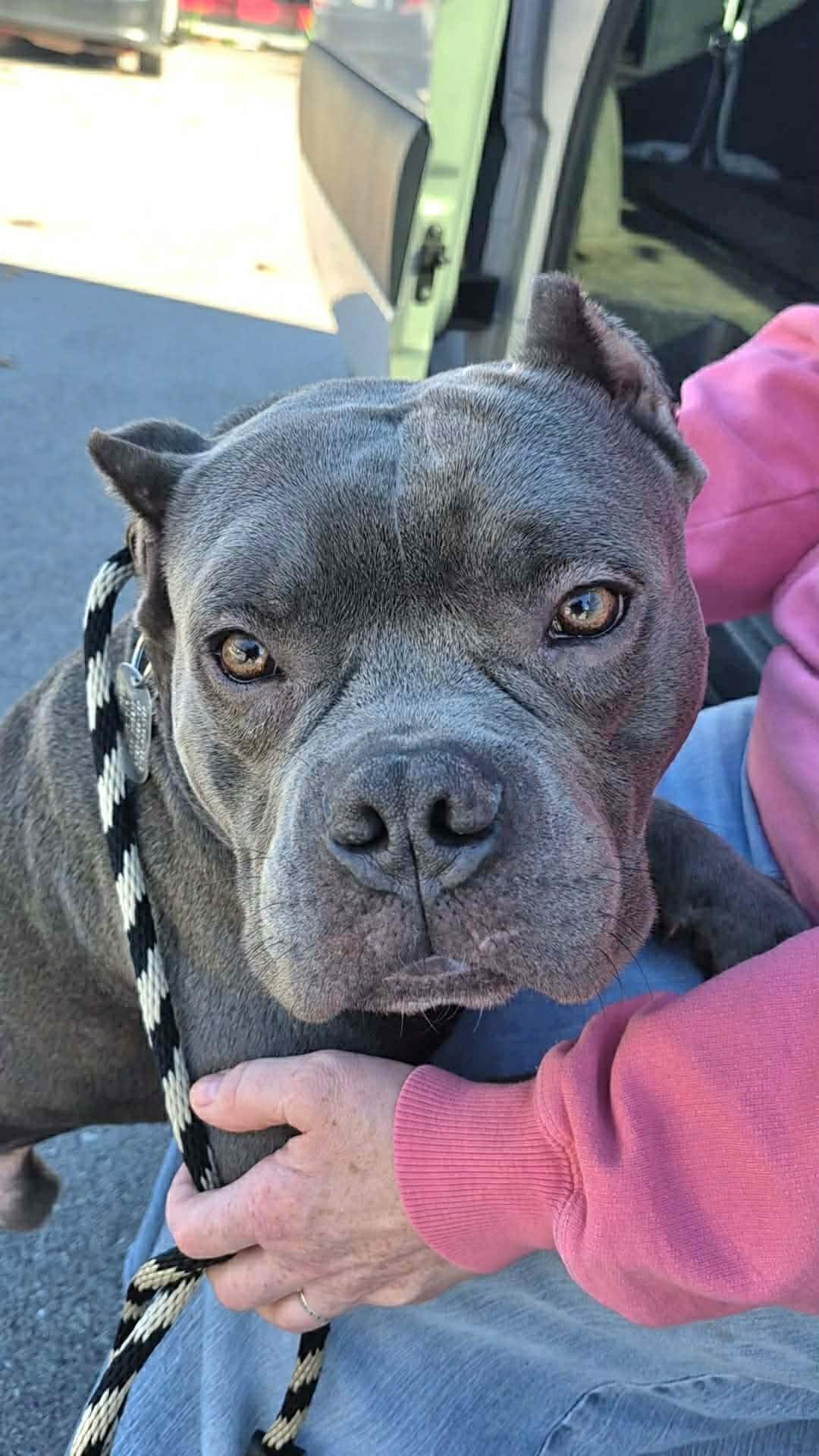 Hayden, a ADOPTABLE mixed breed in Dayton, OH image 5/6