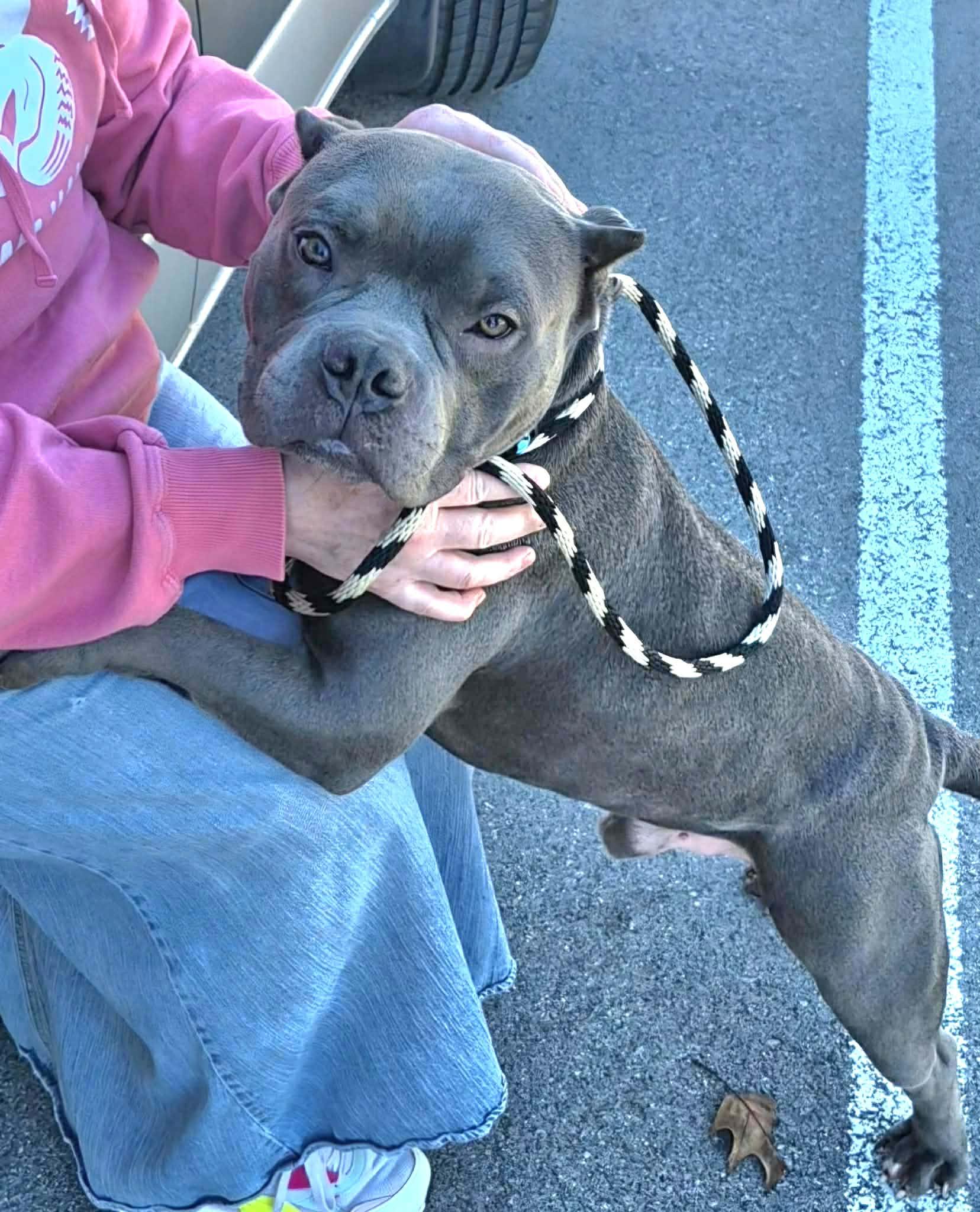 Hayden, a ADOPTABLE mixed breed in Dayton, OH image 4/6