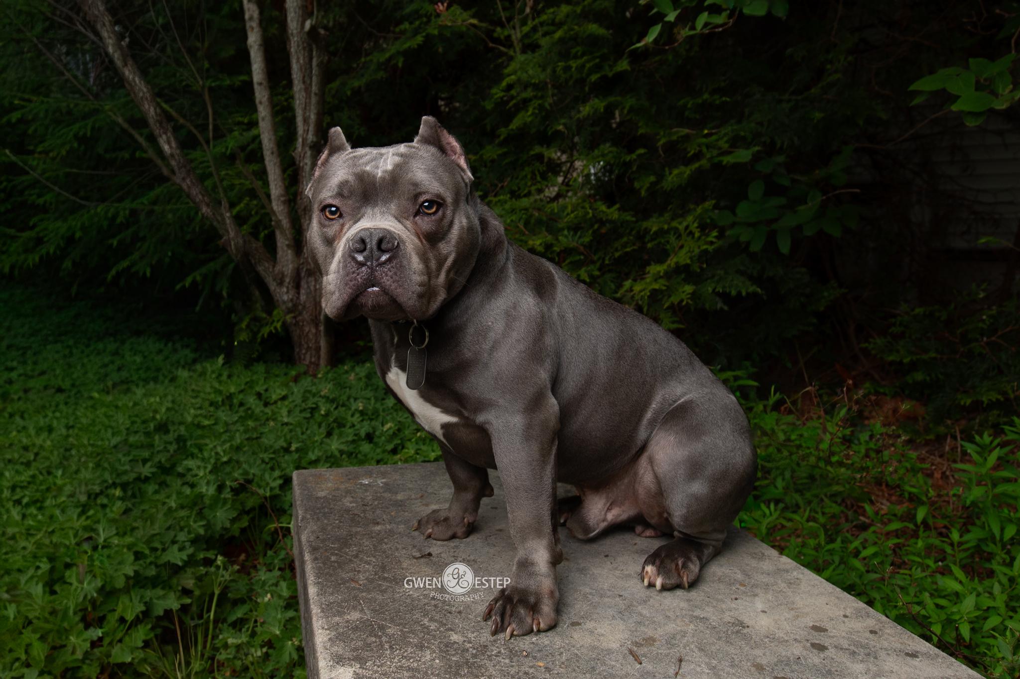 Enlarge Hayden, an adoptable mixed breed in Dayton, OH image 1/6