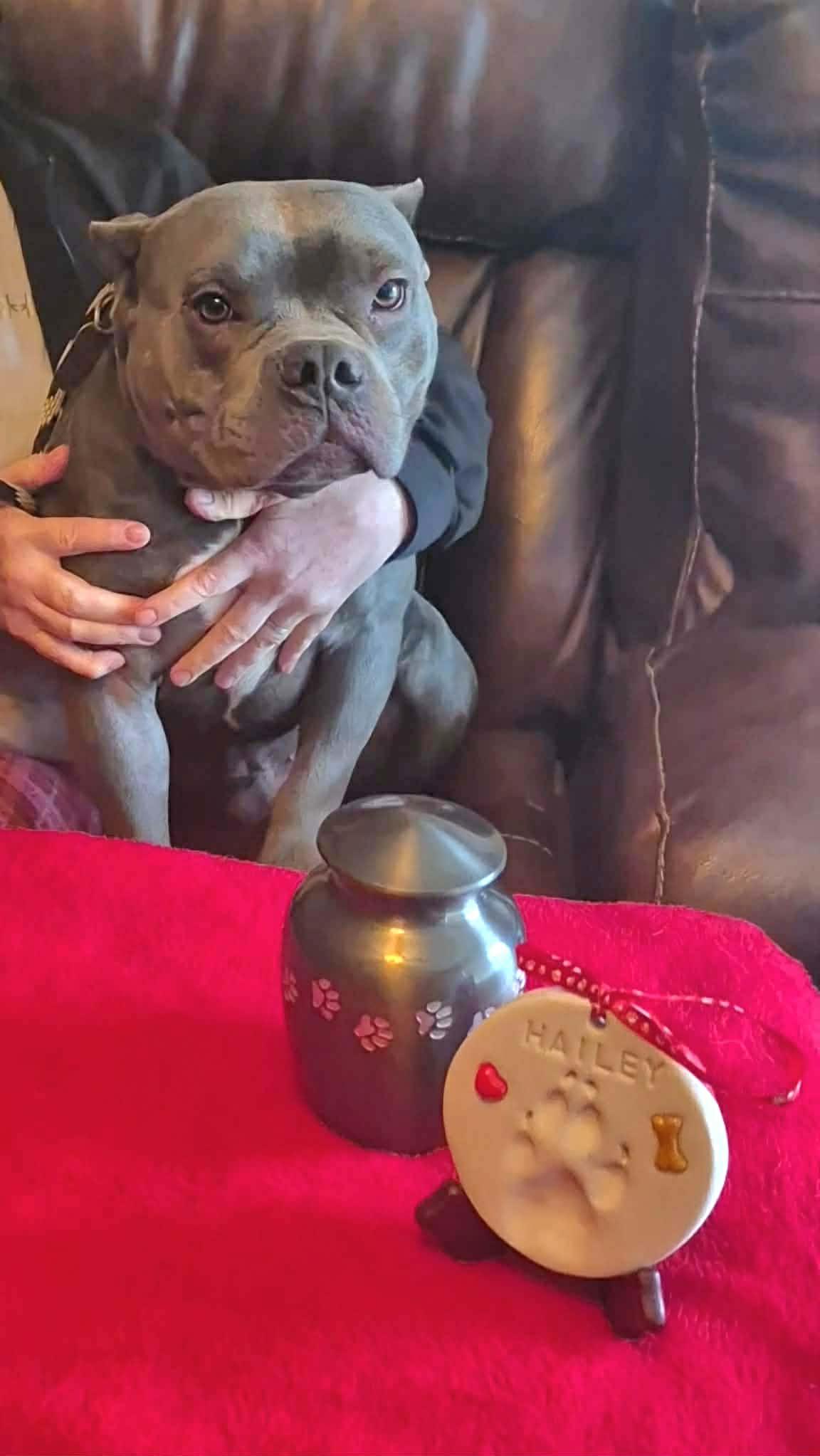 Hayden, a ADOPTABLE mixed breed in Dayton, OH image 6/6