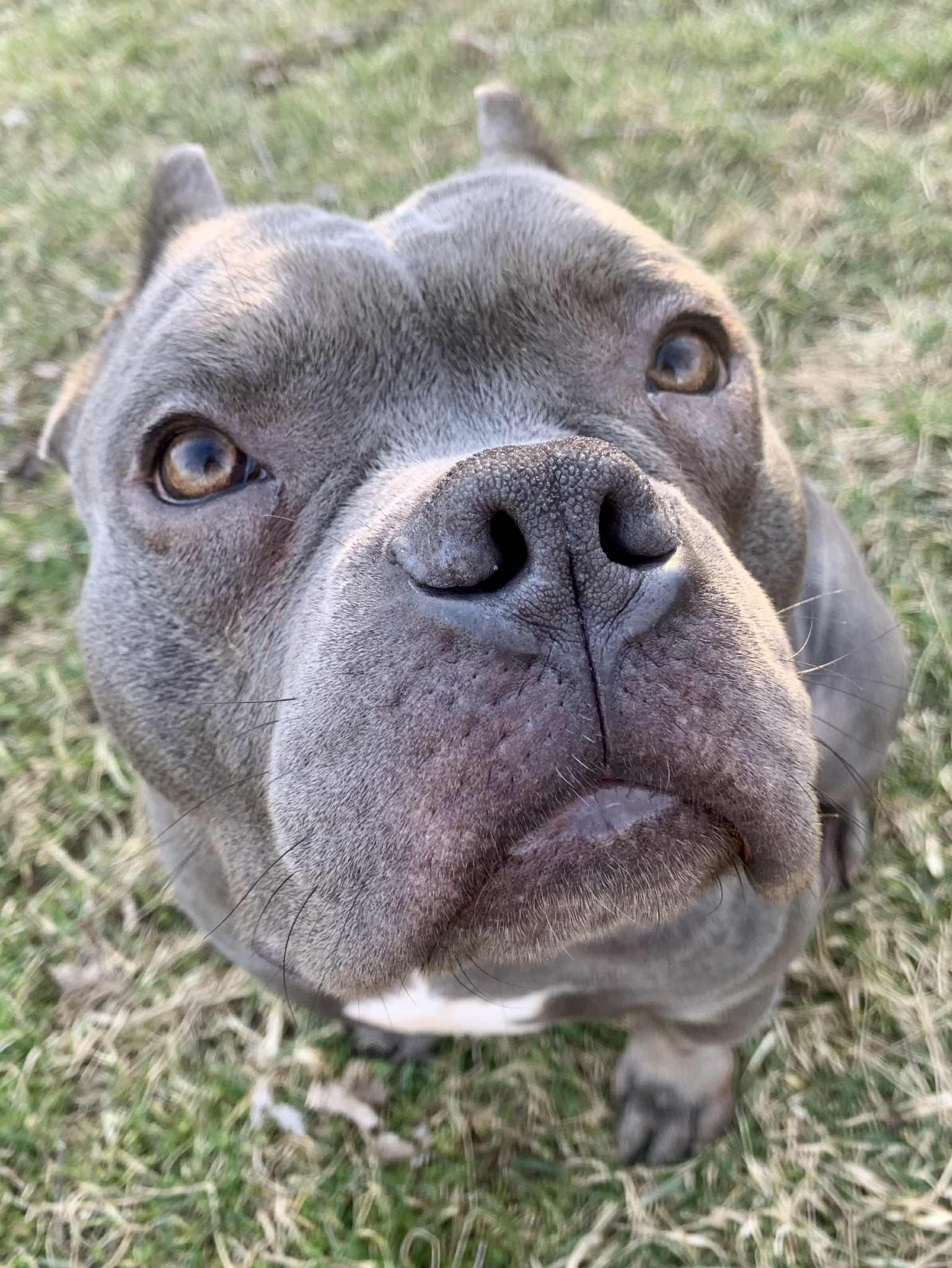 Enlarge Hayden, a ADOPTABLE mixed breed in Dayton, OH image 6/6