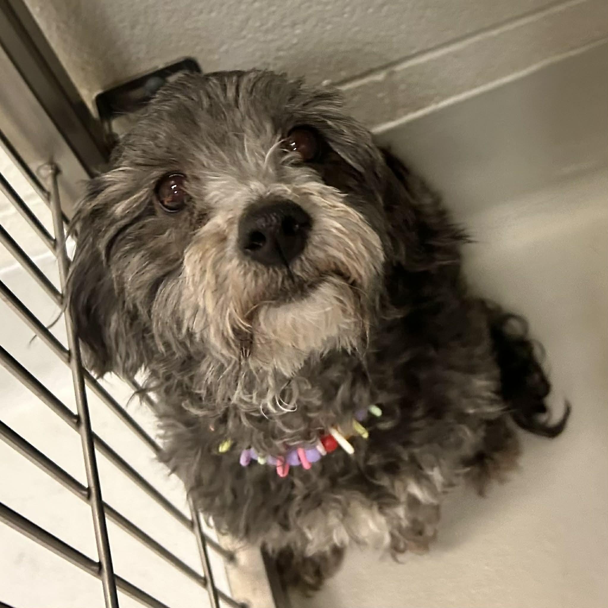 Daisy, ADOPTABLE, Adult Female Miniature Poodle & Miniature Schnauzer.