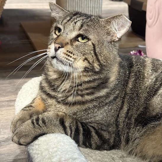 Enlarge Grant, an adopted mixed breed in East Amherst, NY image 5/6