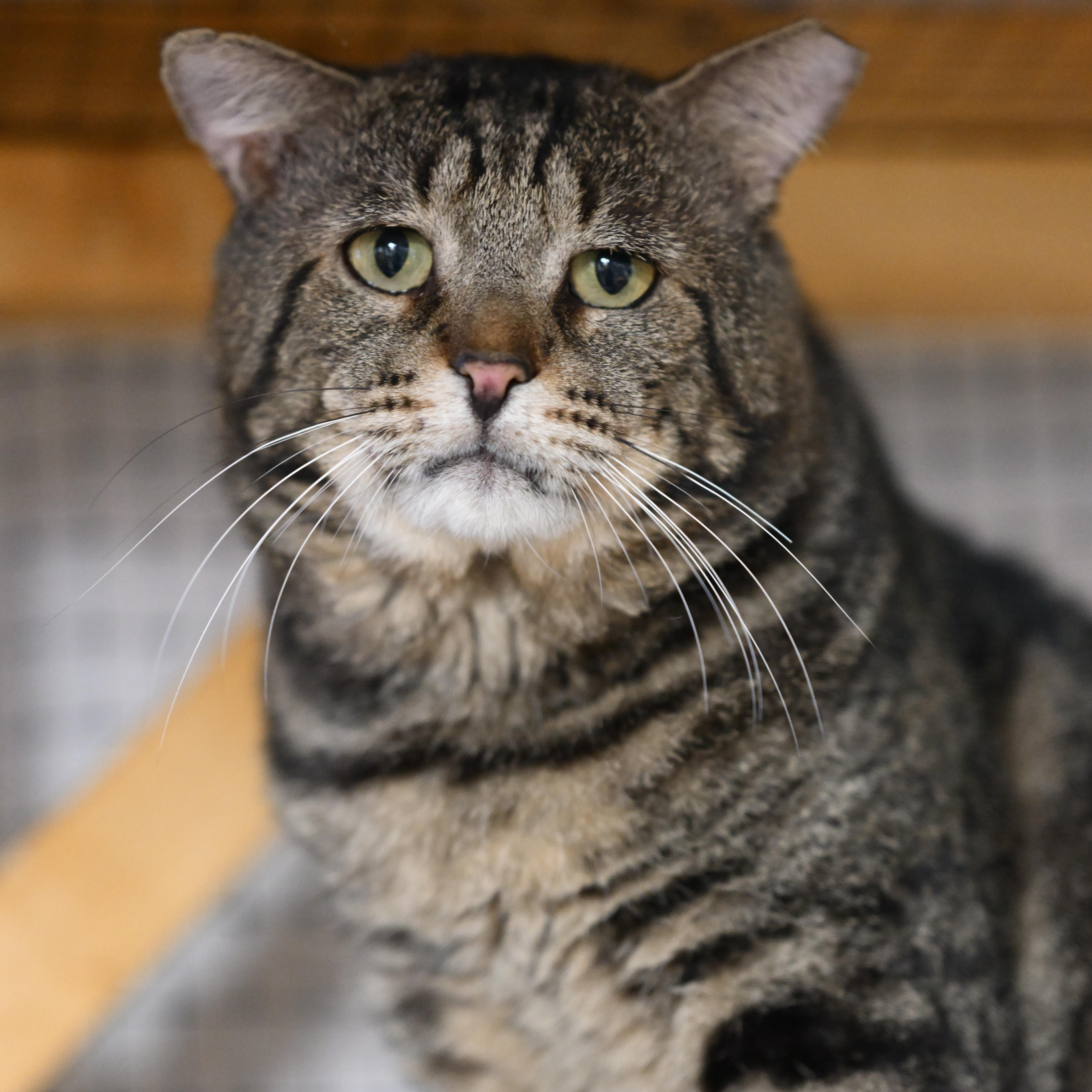 Grant, adopted, Adult Male Tabby & Domestic Short Hair.