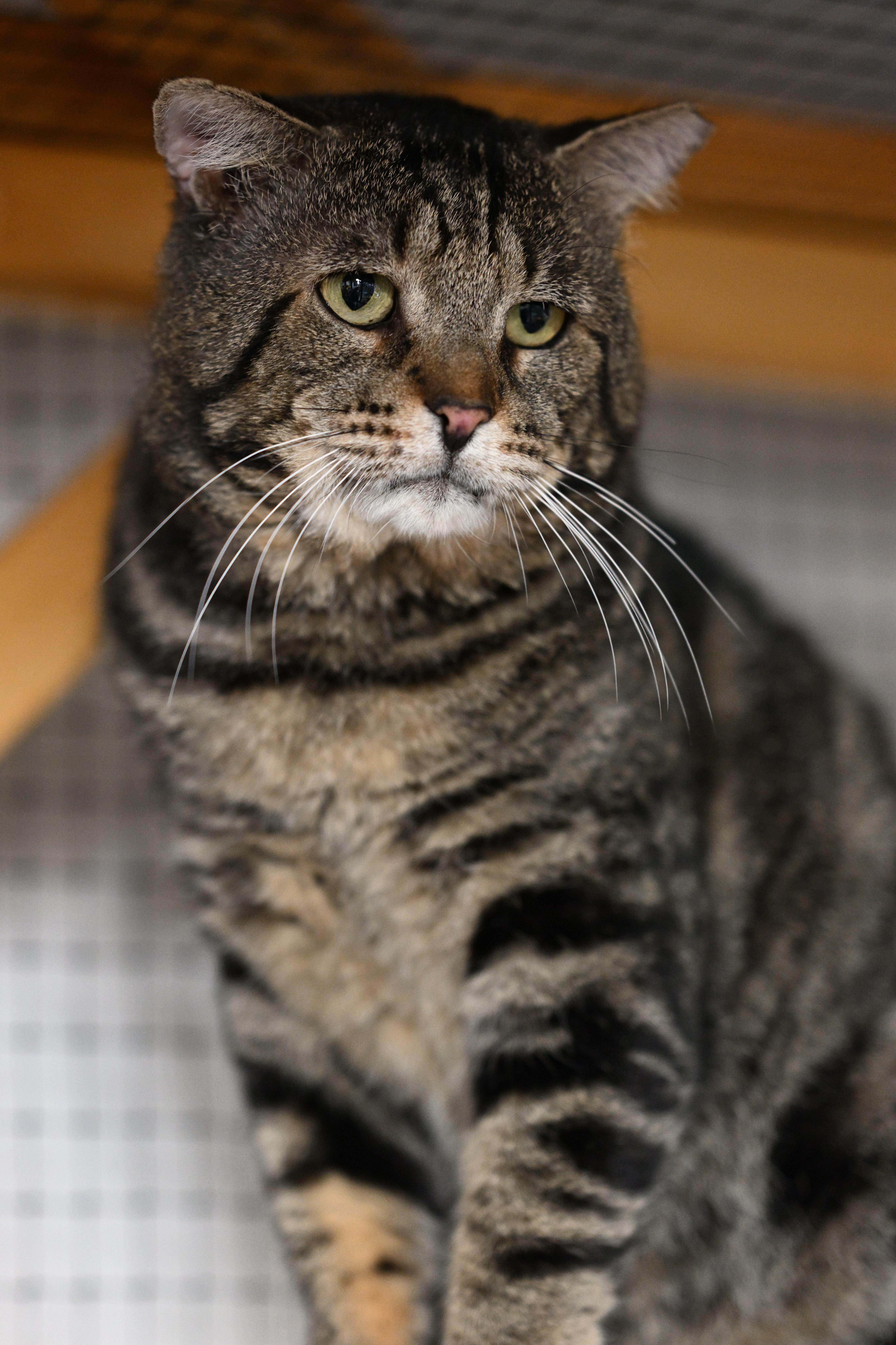 Enlarge Grant, an adopted mixed breed in East Amherst, NY image 3/6