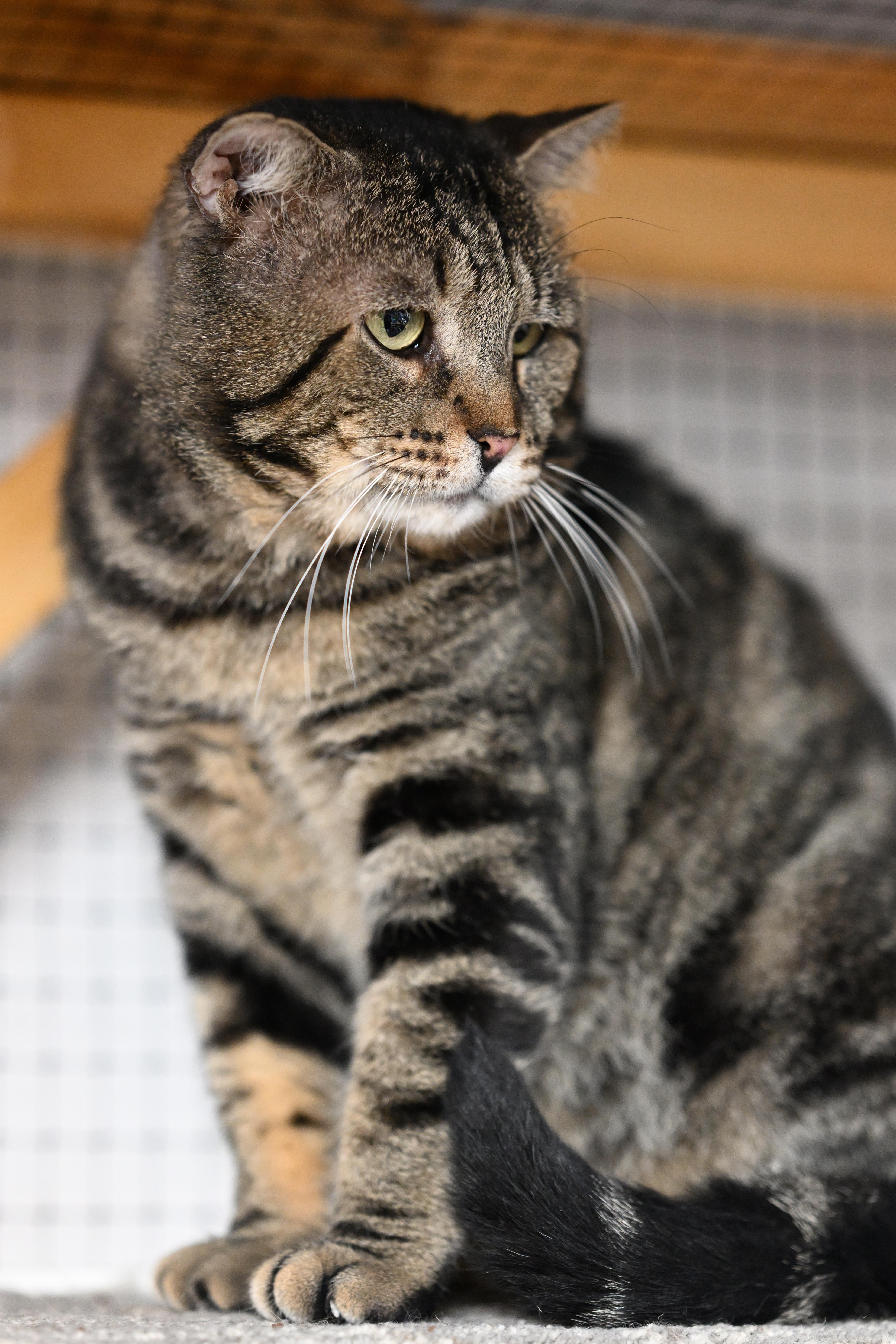 Enlarge Grant, an adopted mixed breed in East Amherst, NY image 2/6