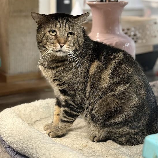 Enlarge Grant, an adopted mixed breed in East Amherst, NY image 6/6