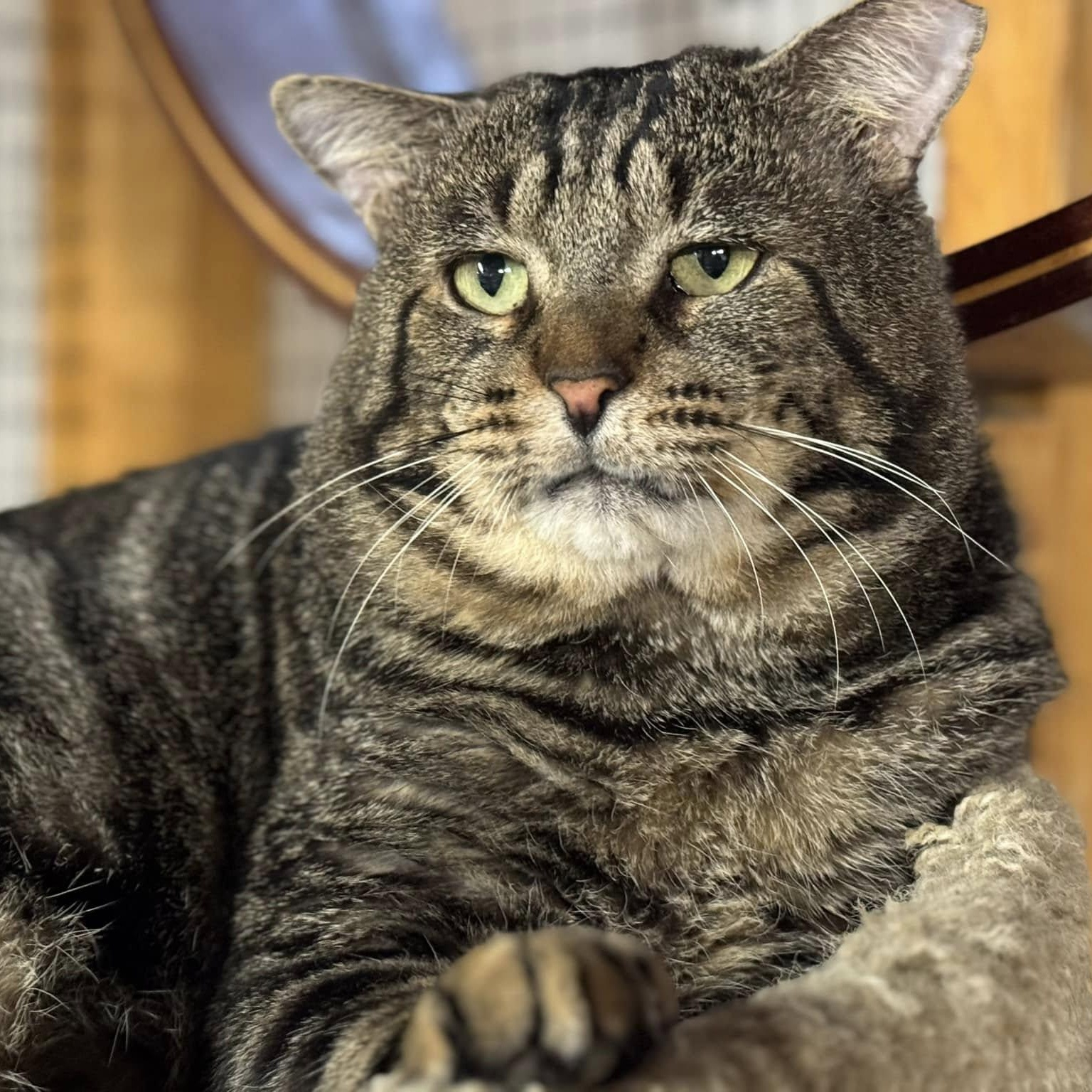 Enlarge Grant, an adopted mixed breed in East Amherst, NY image 4/6