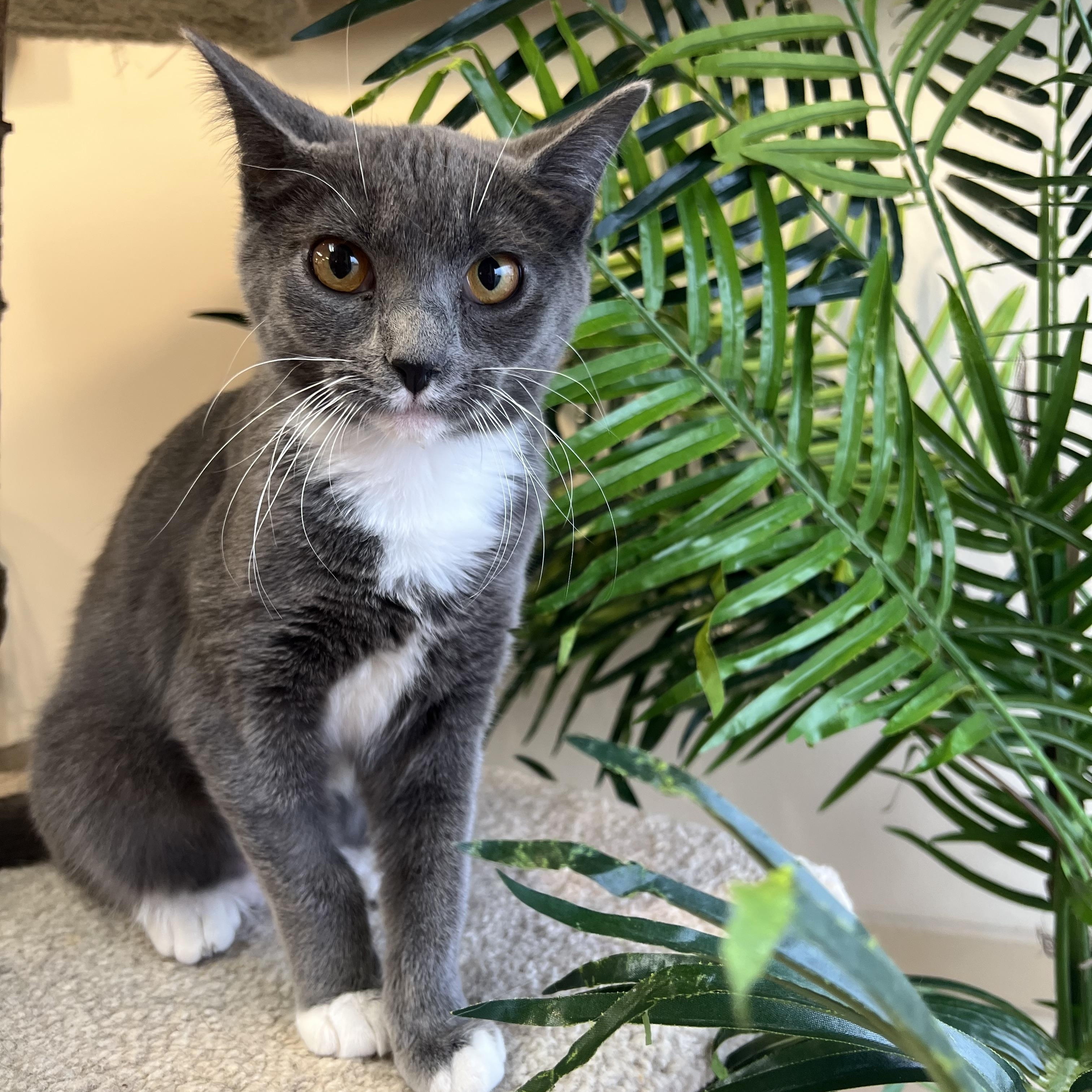 Hera, Adoptable, Kitten Female Domestic Short Hair.