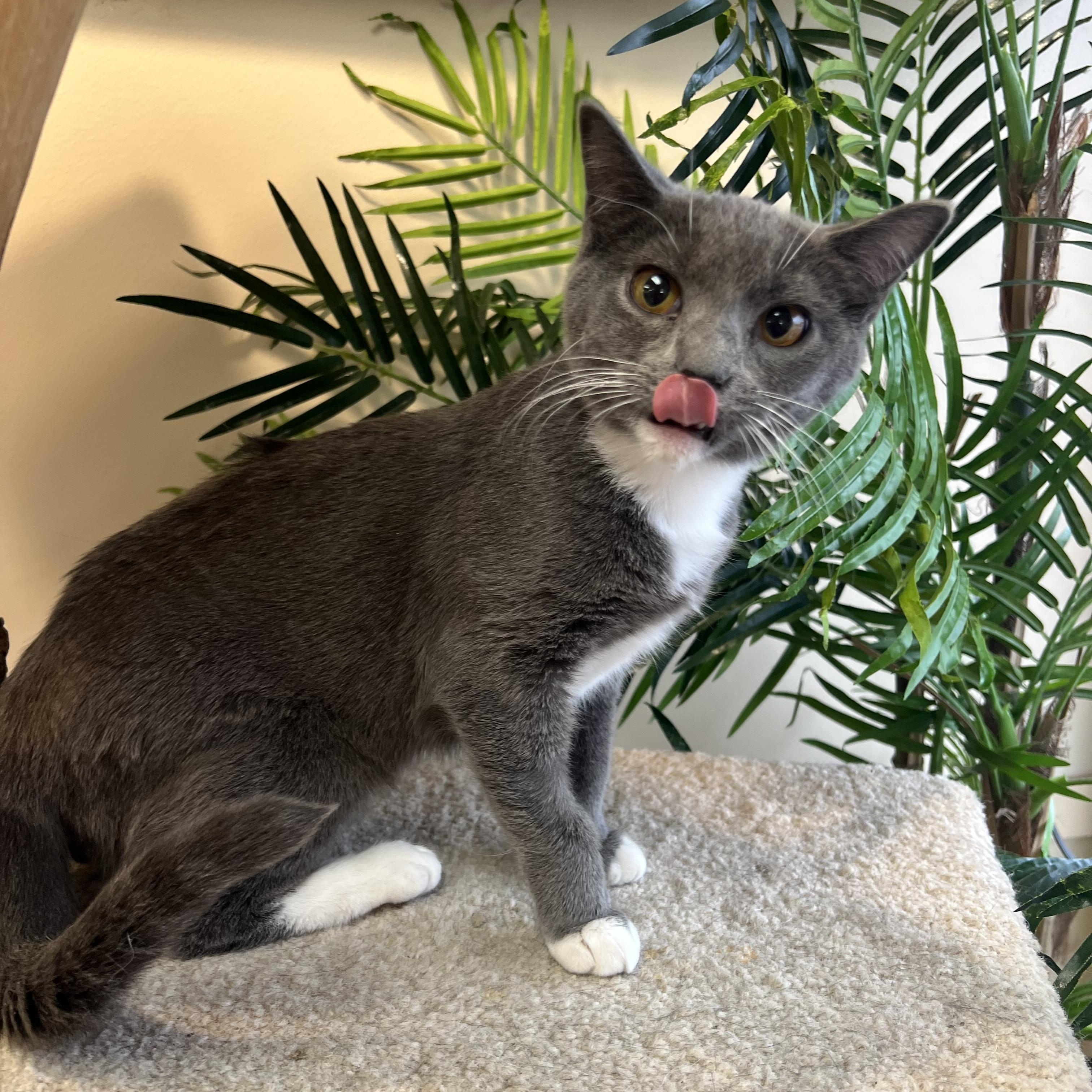 Enlarge Hera, a Adoptable Domestic Short Hair in Madison, WI image 3/6