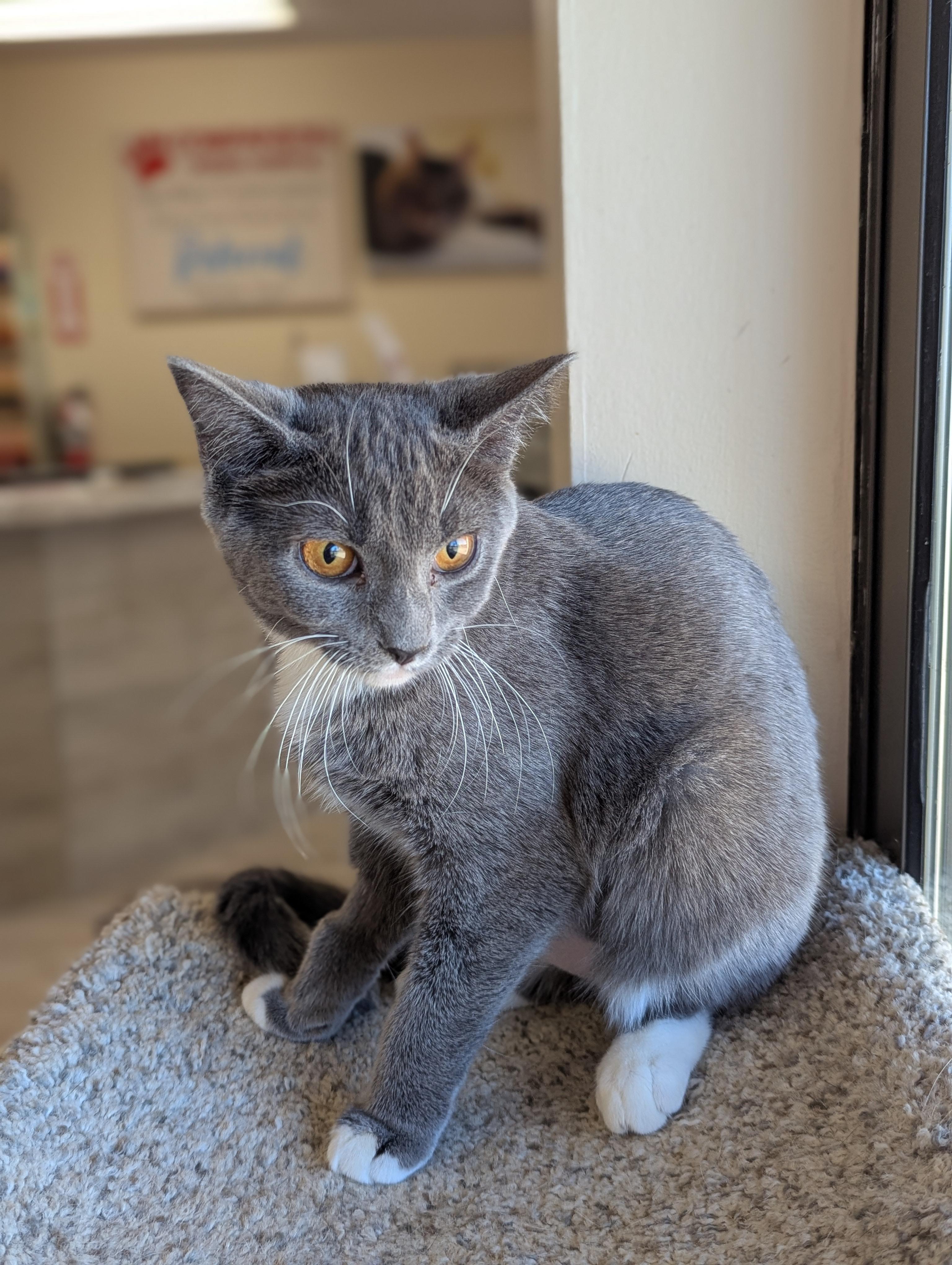 Enlarge Hera, a Adoptable Domestic Short Hair in Madison, WI image 4/6
