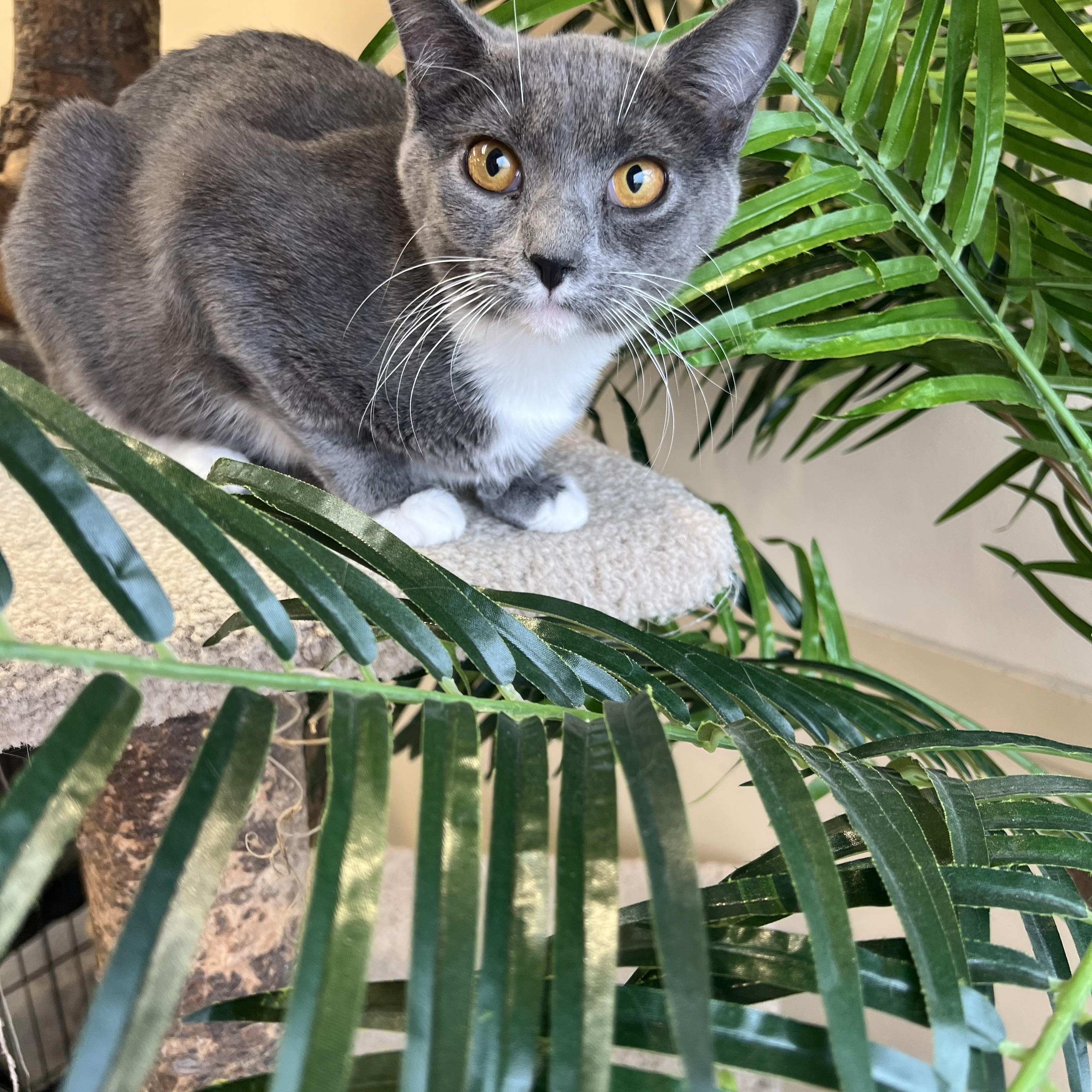 Enlarge Hera, a Adoptable Domestic Short Hair in Madison, WI image 5/6