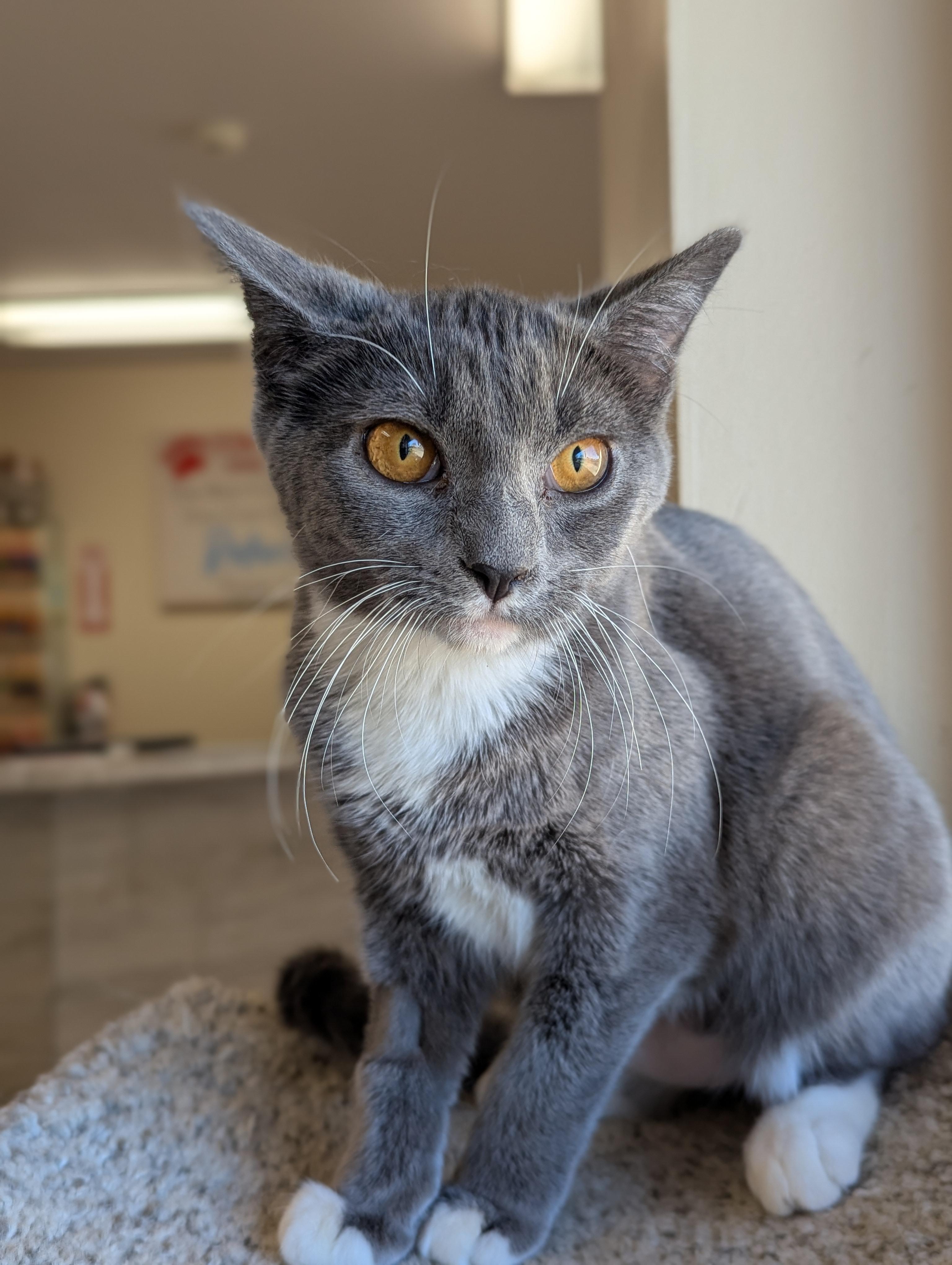 Enlarge Hera, a Adoptable Domestic Short Hair in Madison, WI image 6/6