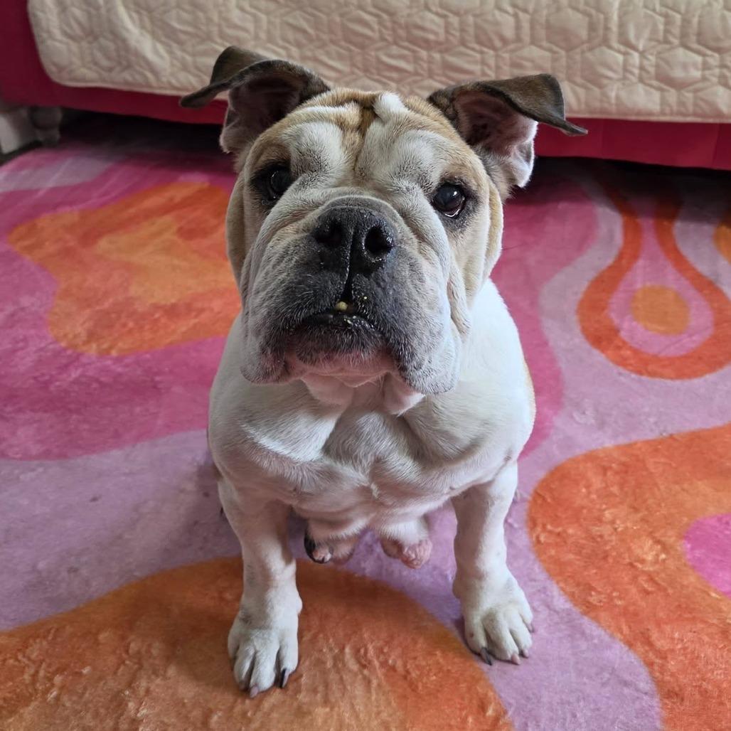 Lizzie, Adoptable, Senior Female English Bulldog.