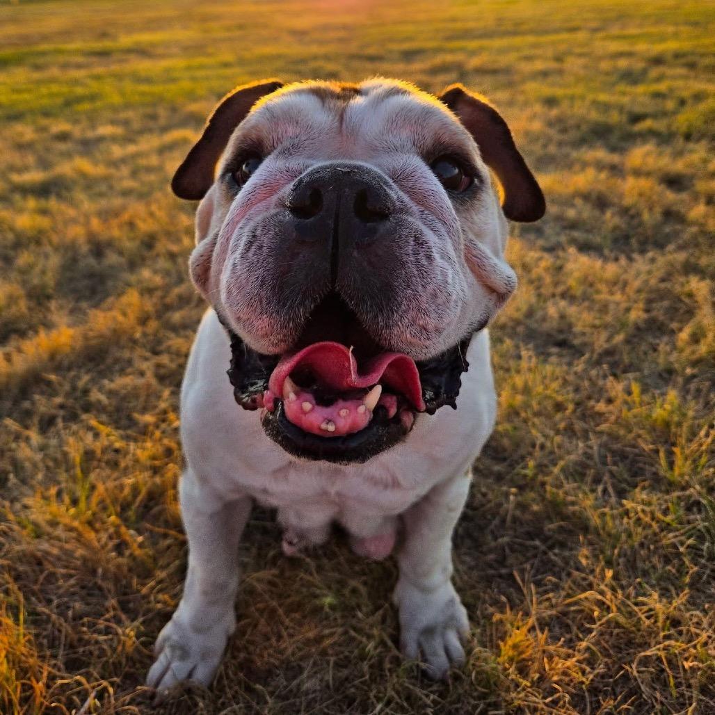 Enlarge Lizzie, a Adoptable English Bulldog in Olathe, KS image 2/6