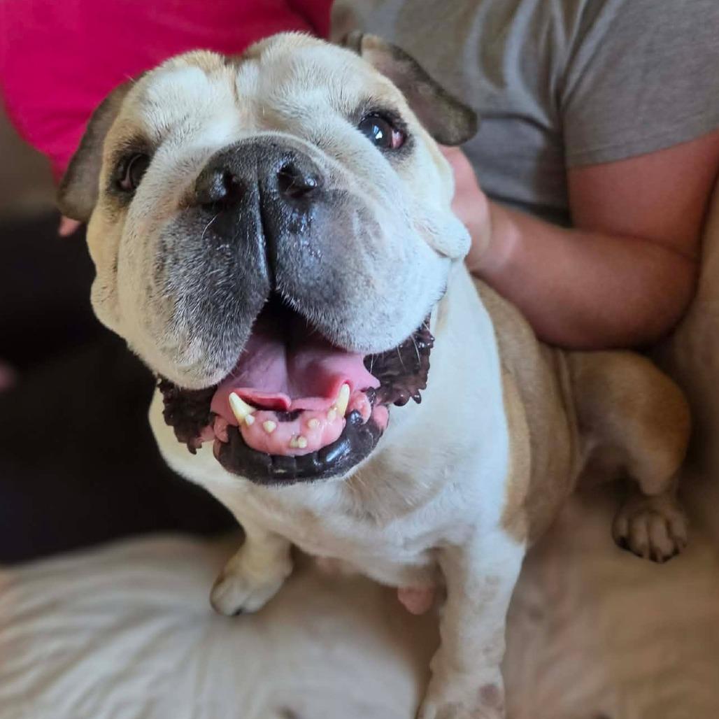 Enlarge Lizzie, a Adoptable English Bulldog in Olathe, KS image 3/6