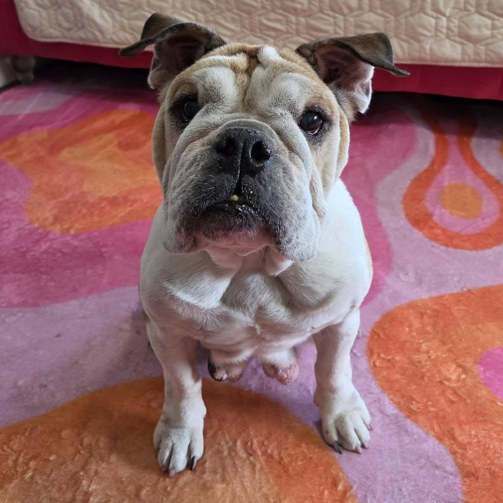 Enlarge Lizzie, a Adoptable English Bulldog in Olathe, KS image 4/6