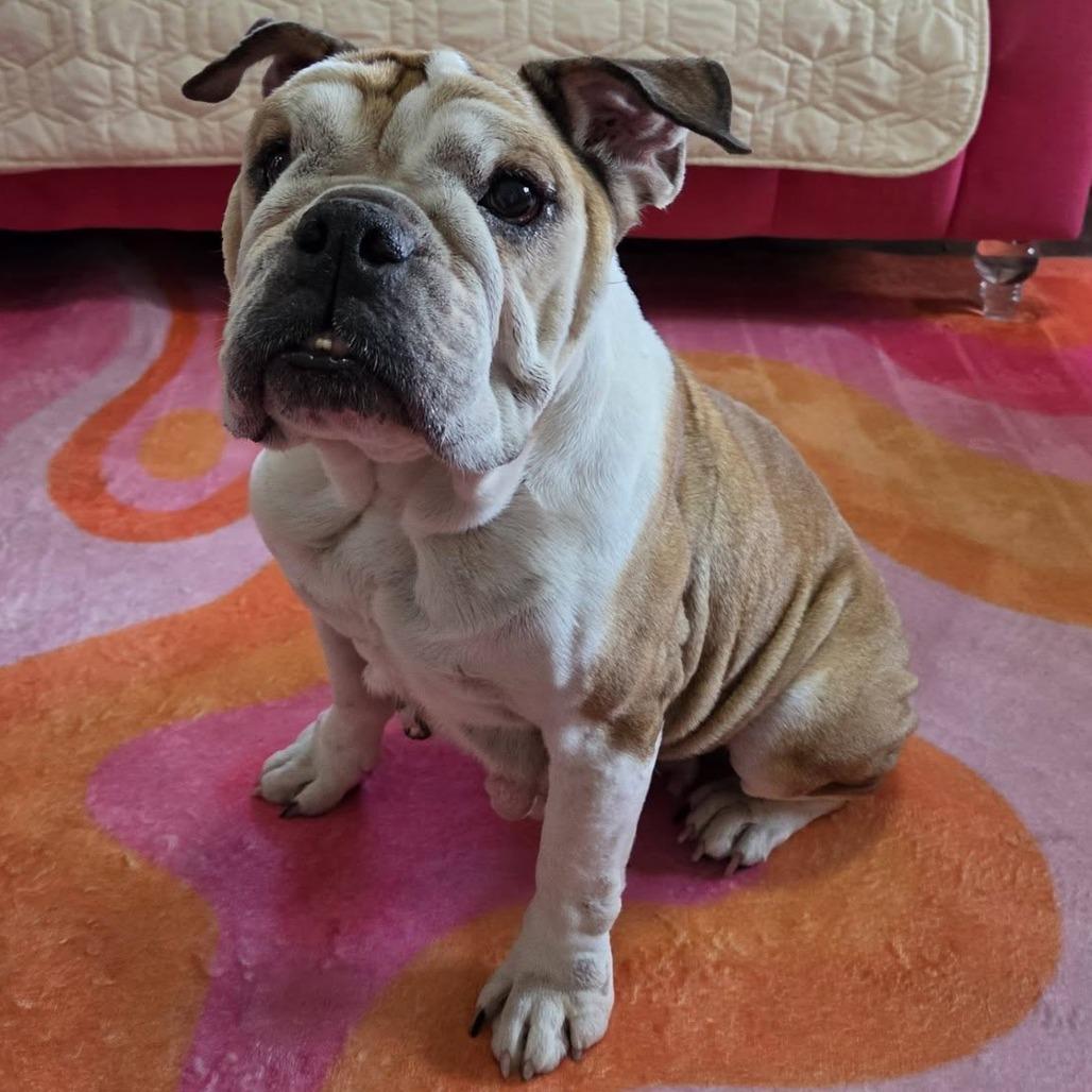 Enlarge Lizzie, a Adoptable English Bulldog in Olathe, KS image 5/6