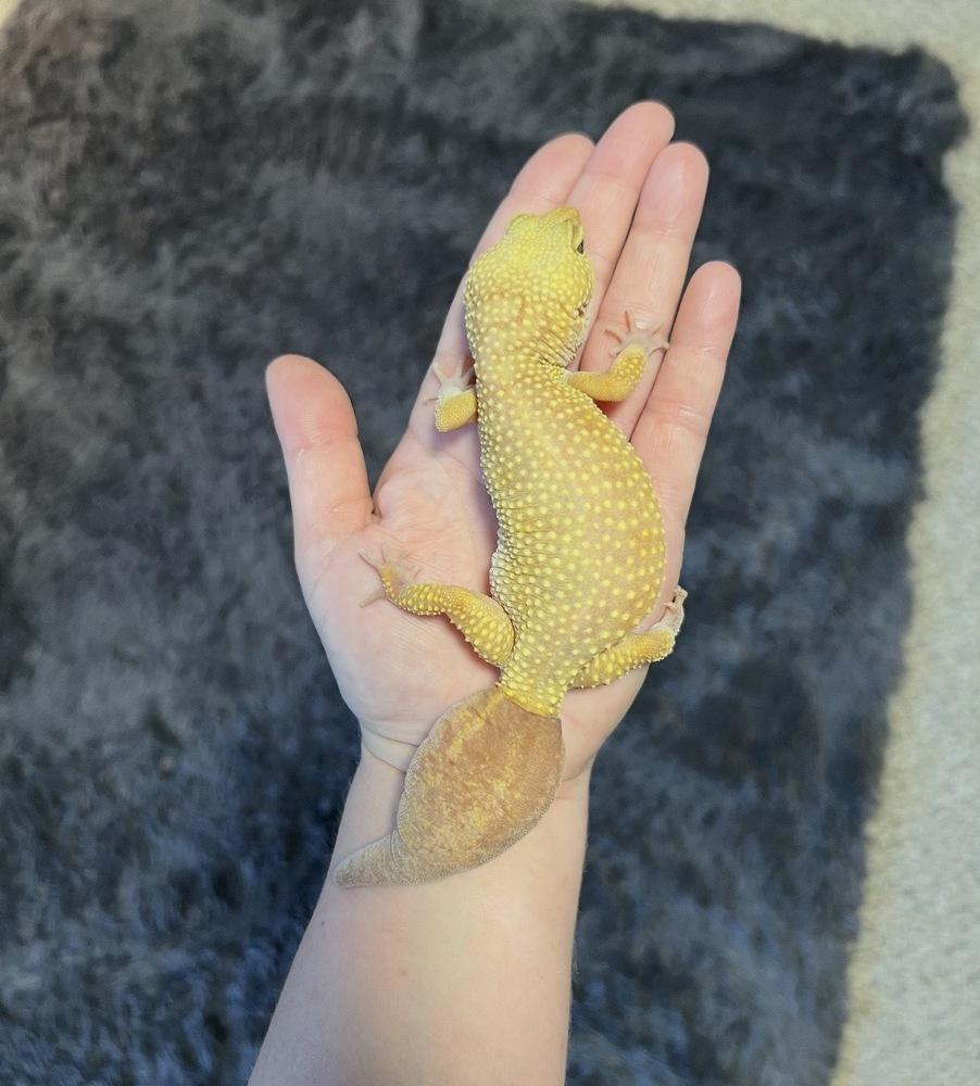 Rambo, Adoptable, Adult Male Gecko.