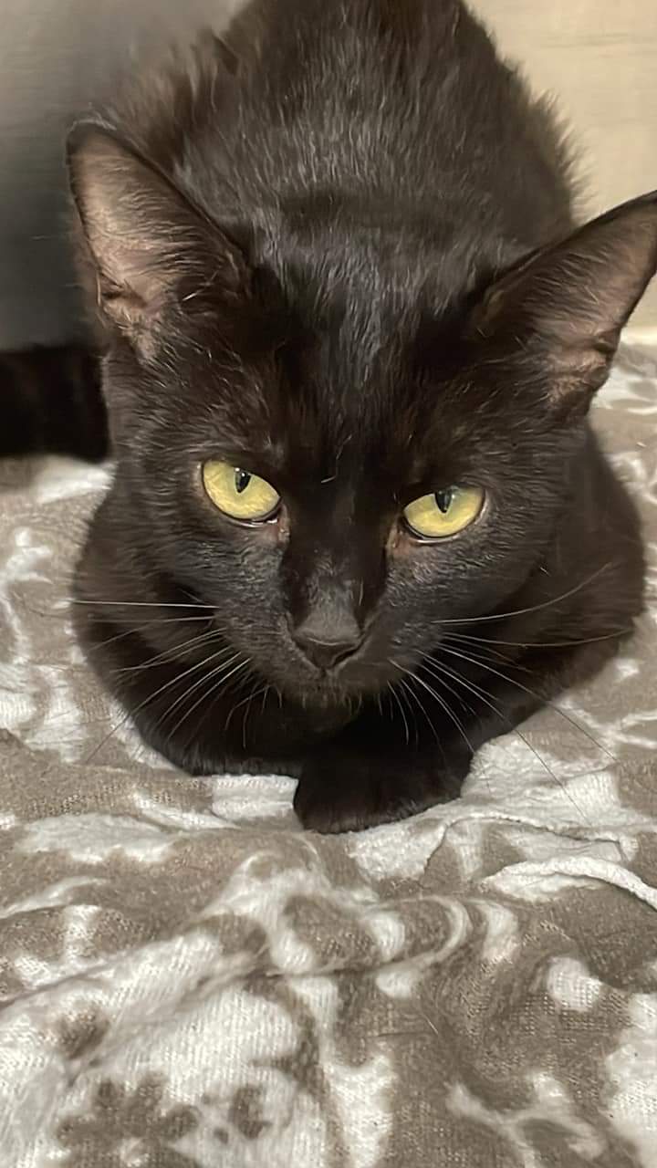 Enlarge Missouri, a Adoptable Domestic Short Hair in Fincastle, VA image 1/1