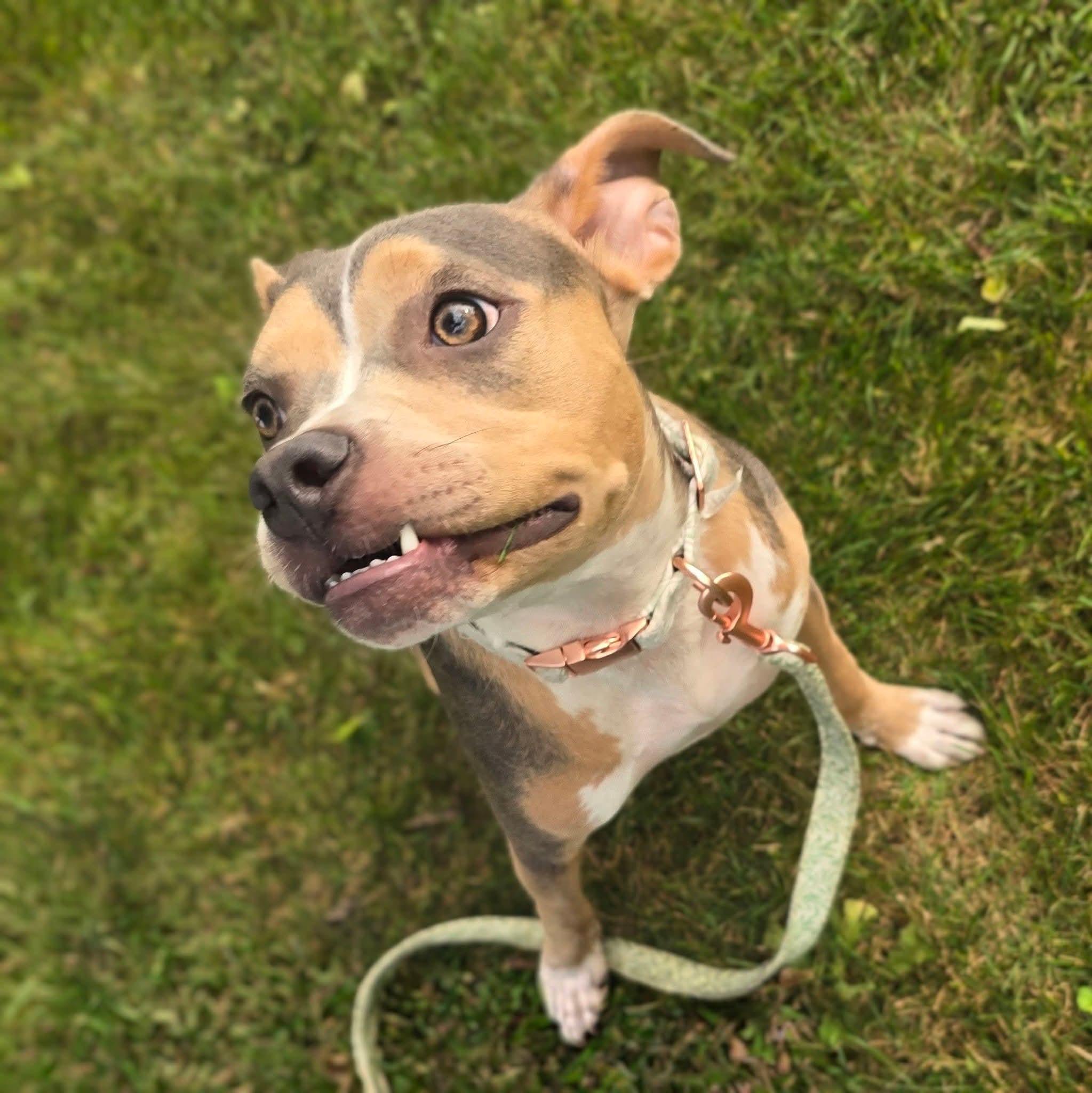 Enlarge Effie, a Adoptable mixed breed in East Peoria, IL image 5/6