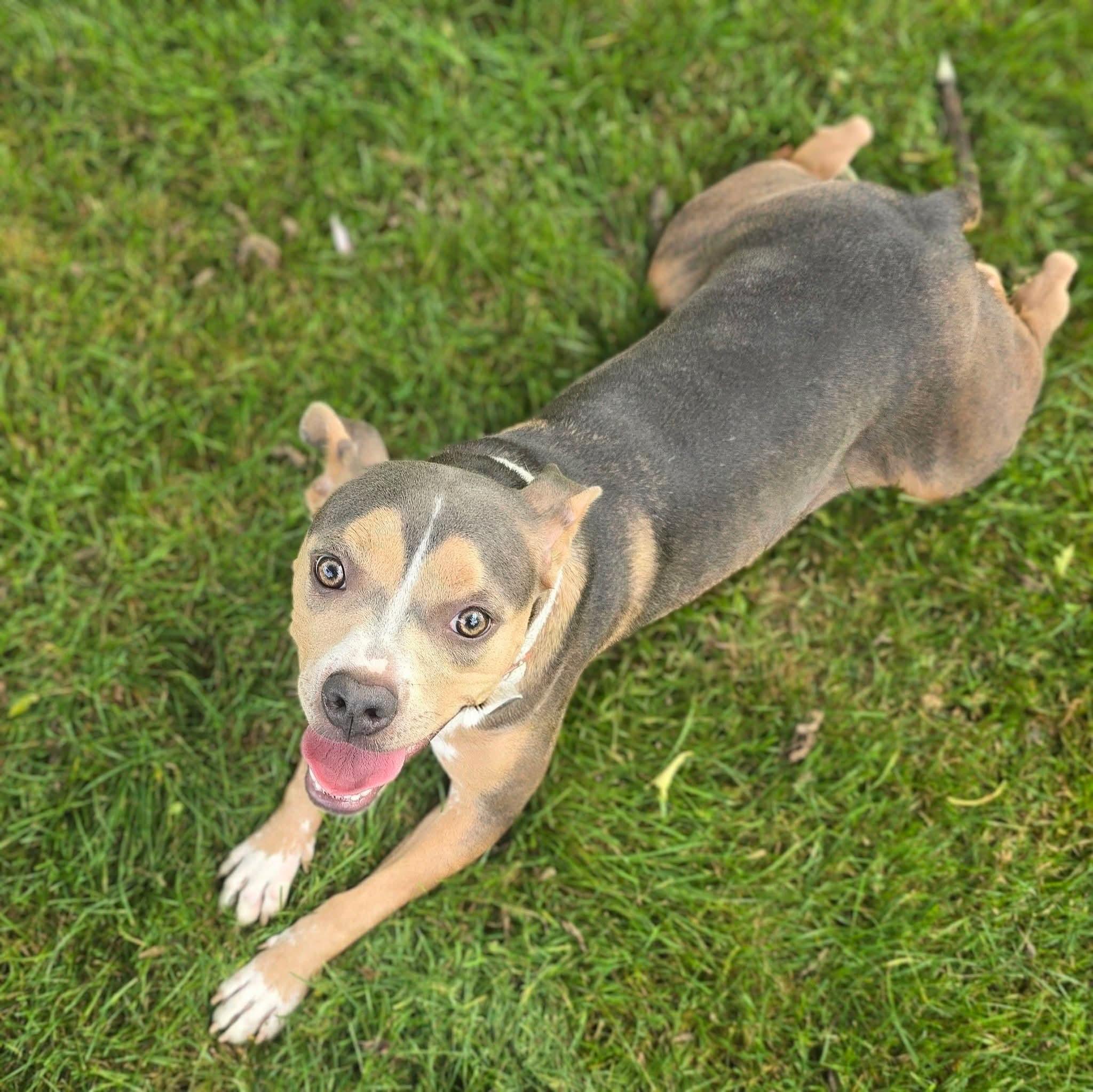 Enlarge Effie, a Adoptable mixed breed in East Peoria, IL image 1/6