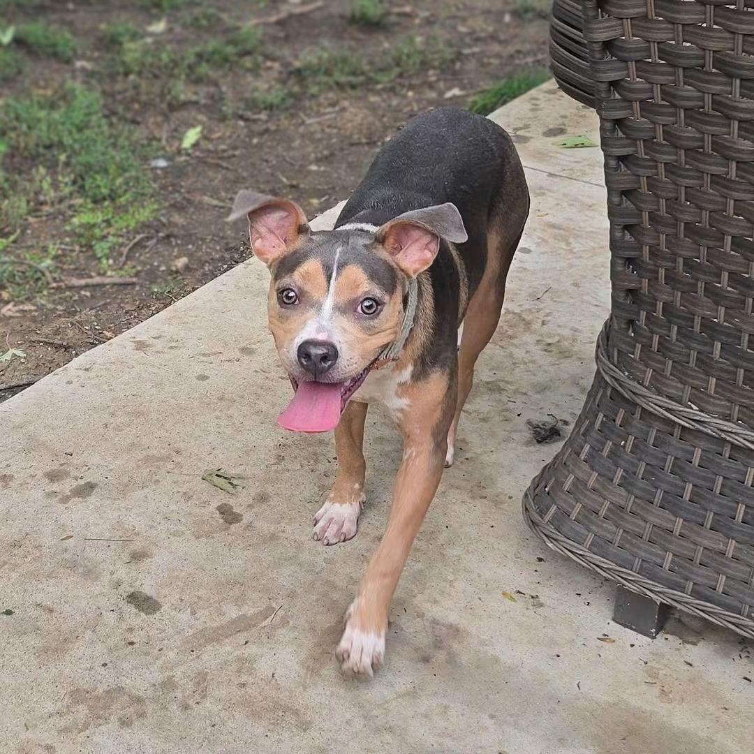 Enlarge Effie, a Adoptable mixed breed in East Peoria, IL image 3/6