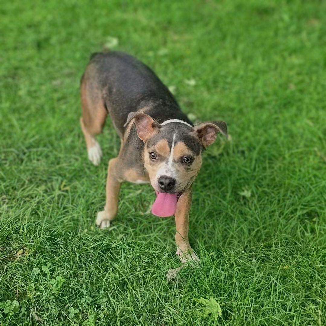 Enlarge Effie, a Adoptable mixed breed in East Peoria, IL image 4/6