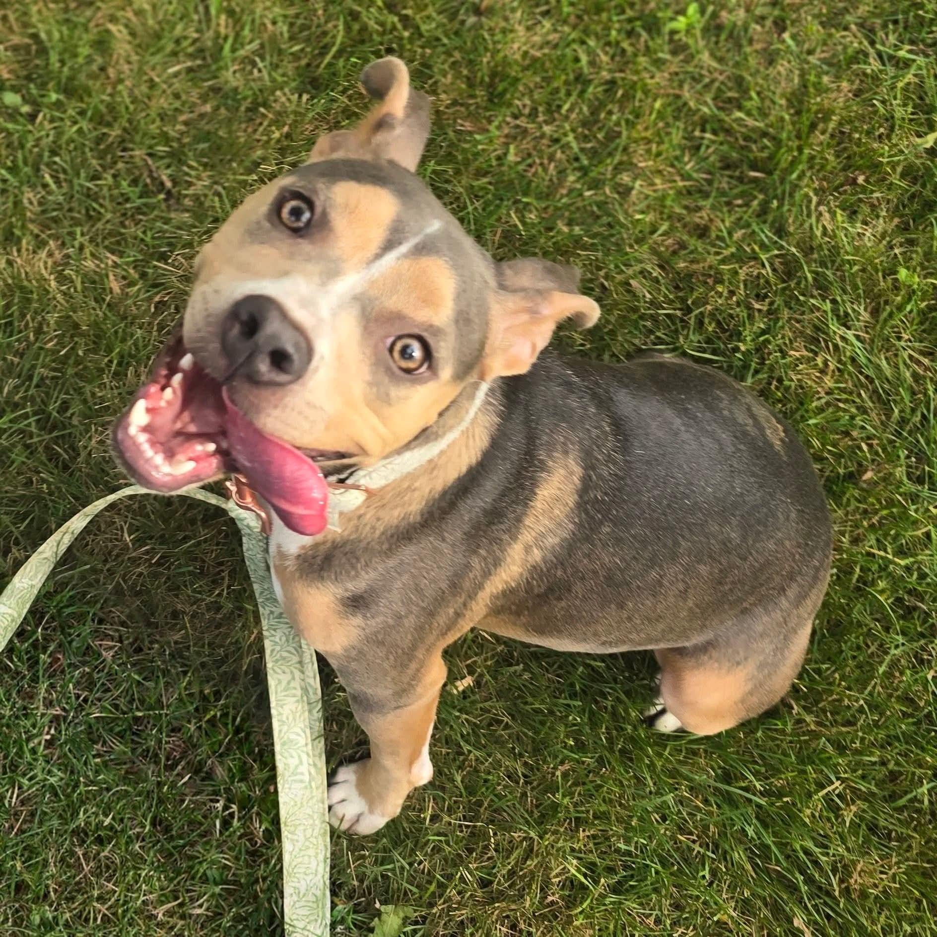 Enlarge Effie, a Adoptable mixed breed in East Peoria, IL image 6/6