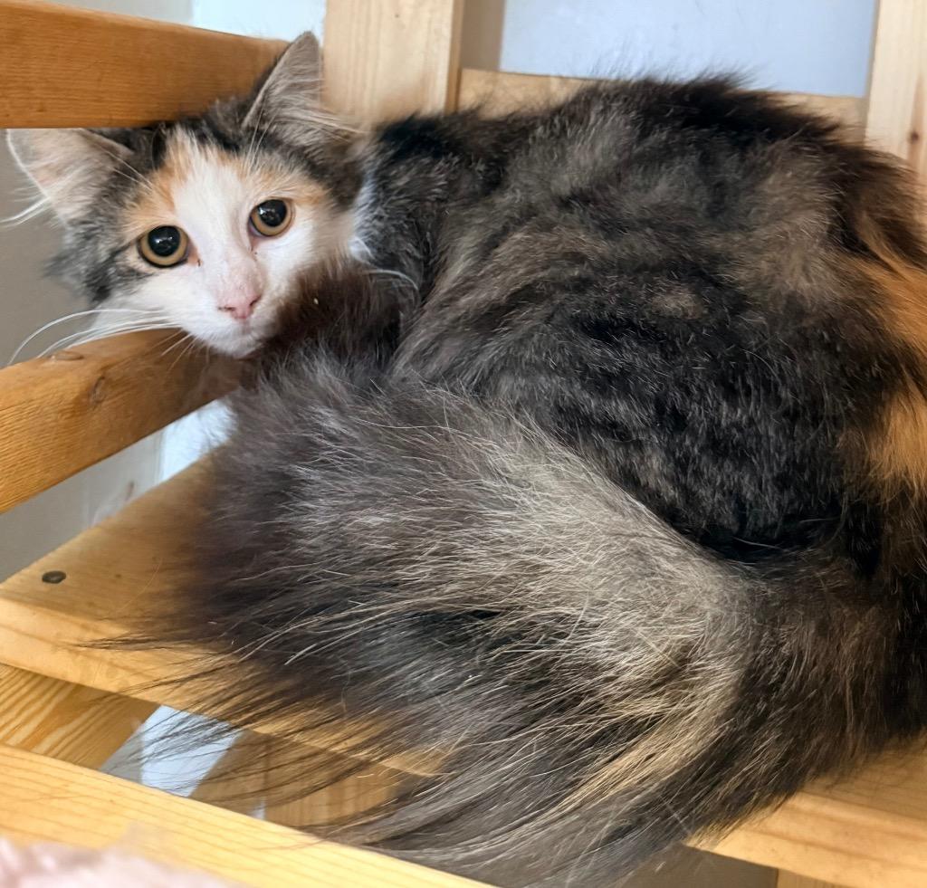 Grumhilda, Adoptable, Adult Female Domestic Long Hair.
