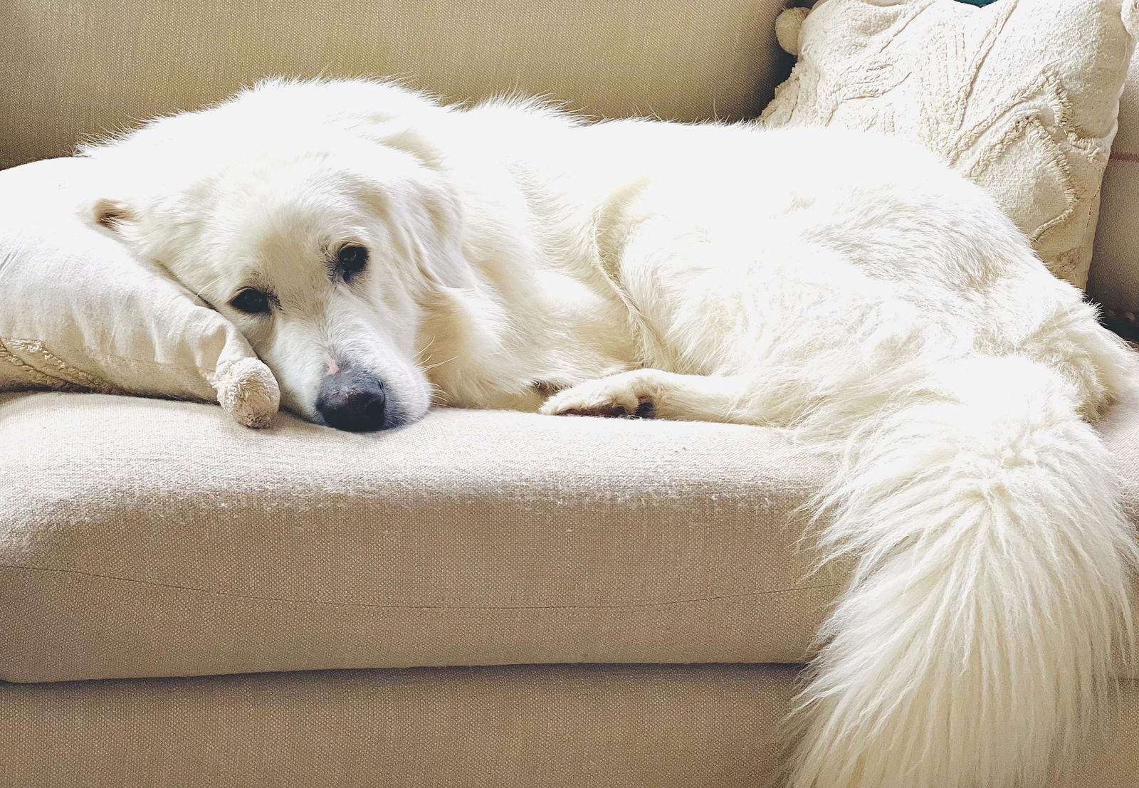 Merlin, Adoptable, Adult Male Great Pyrenees.