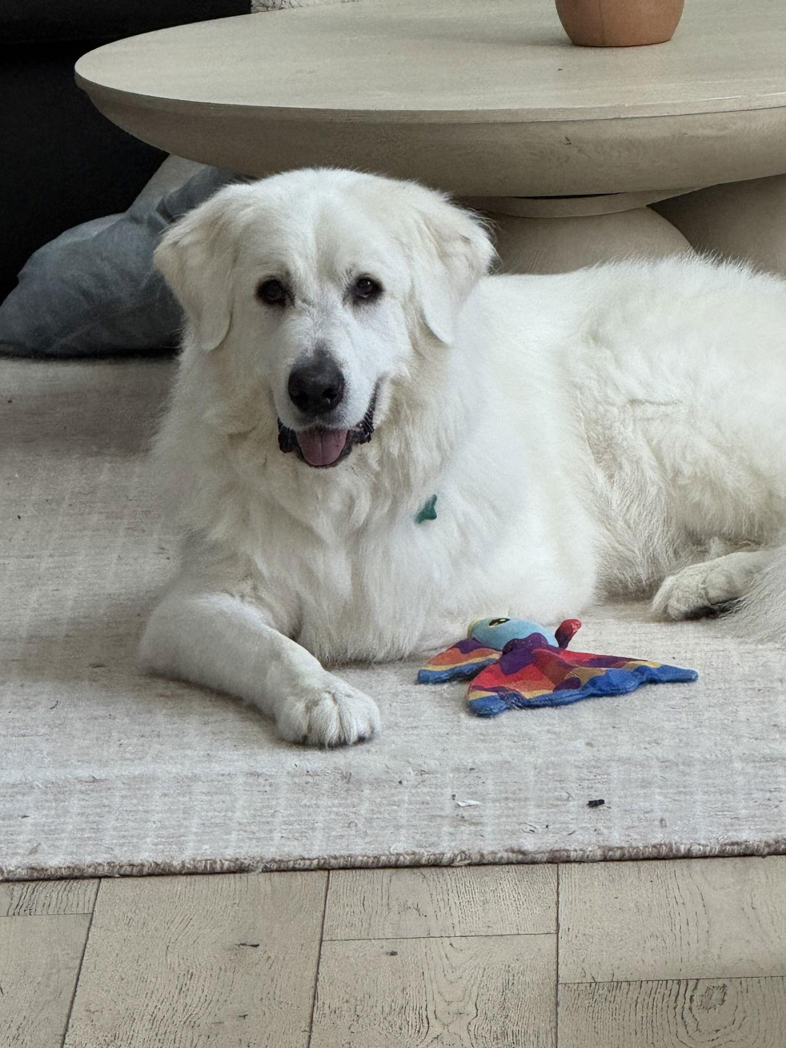 Enlarge Merlin, a Adoptable Great Pyrenees in Garland, TX image 1/3