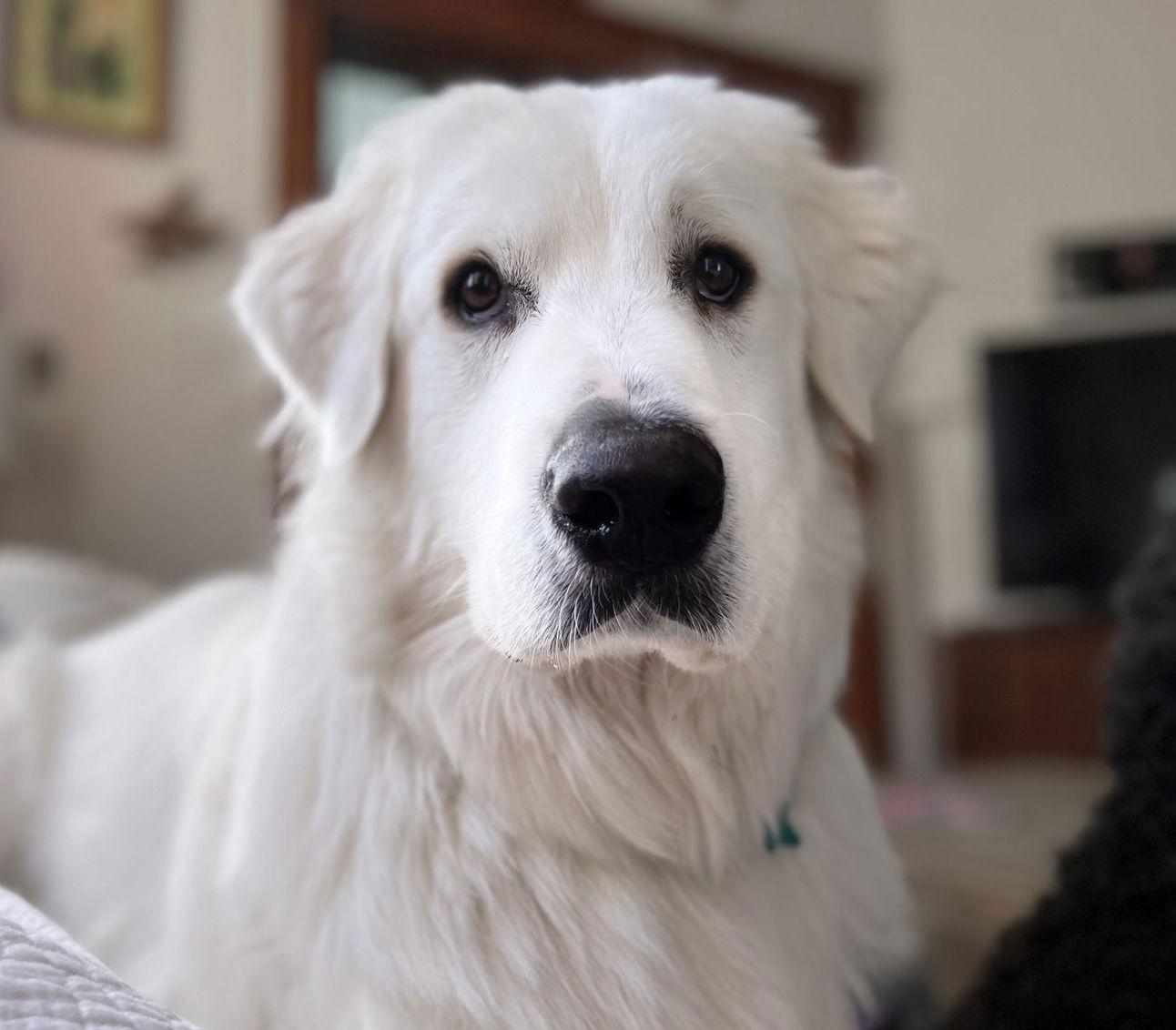 Enlarge Merlin, a Adoptable Great Pyrenees in Garland, TX image 3/3