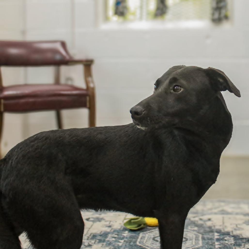Enlarge Onyx, a Adoptable mixed breed in Madisonville, KY image 1/4