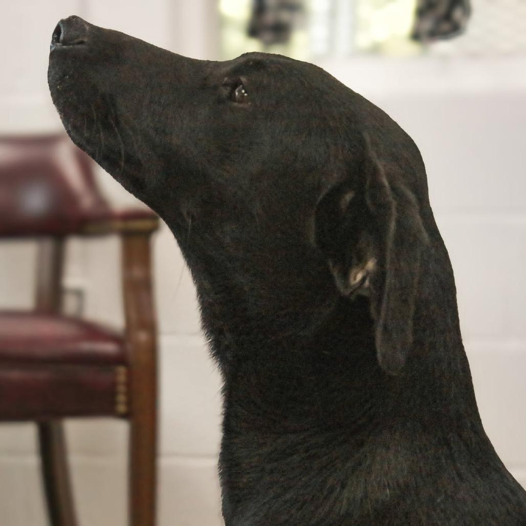 Enlarge Onyx, a Adoptable mixed breed in Madisonville, KY image 2/4