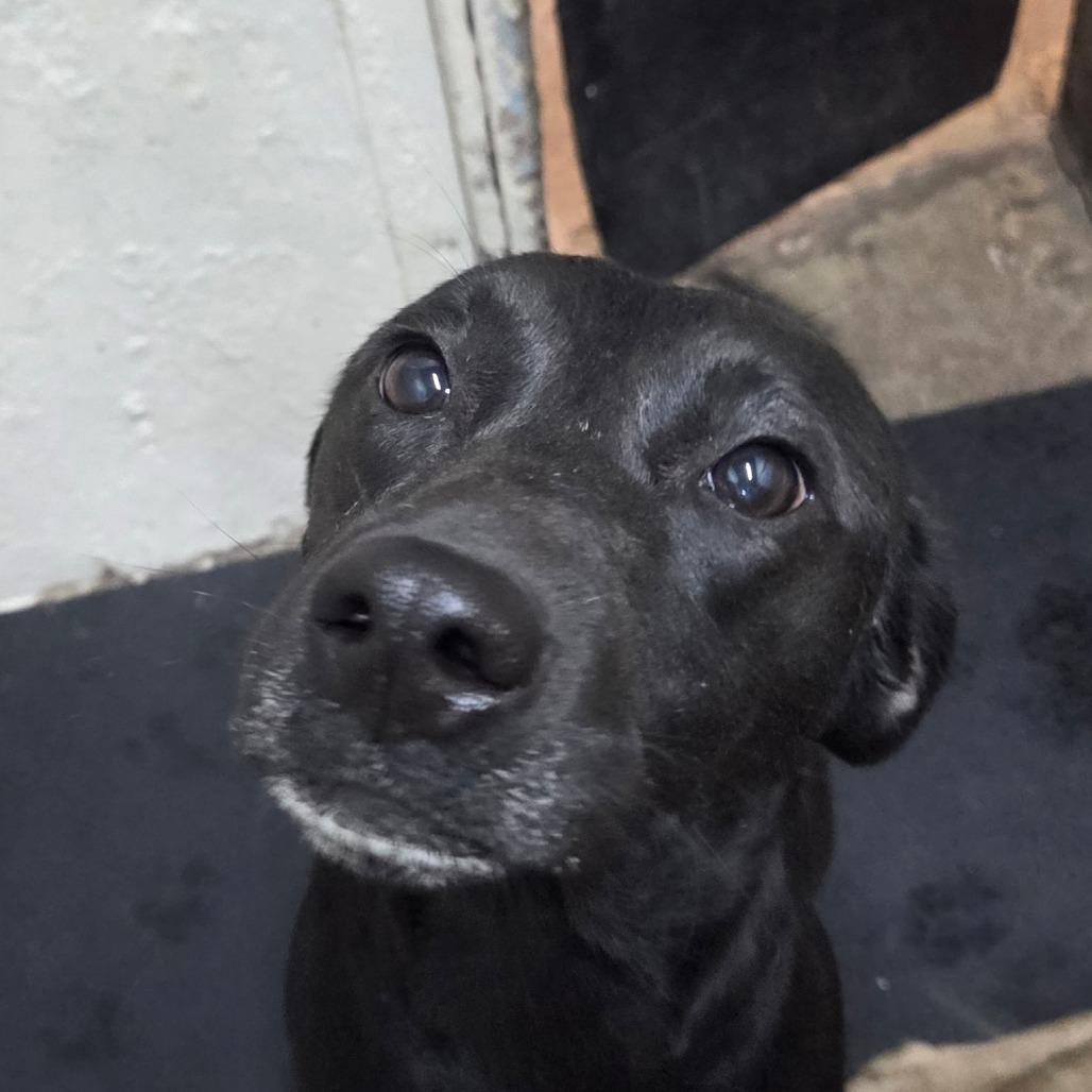 Enlarge Onyx, a Adoptable mixed breed in Madisonville, KY image 3/4