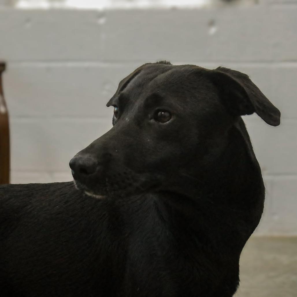 Enlarge Onyx, a Adoptable mixed breed in Madisonville, KY image 4/4